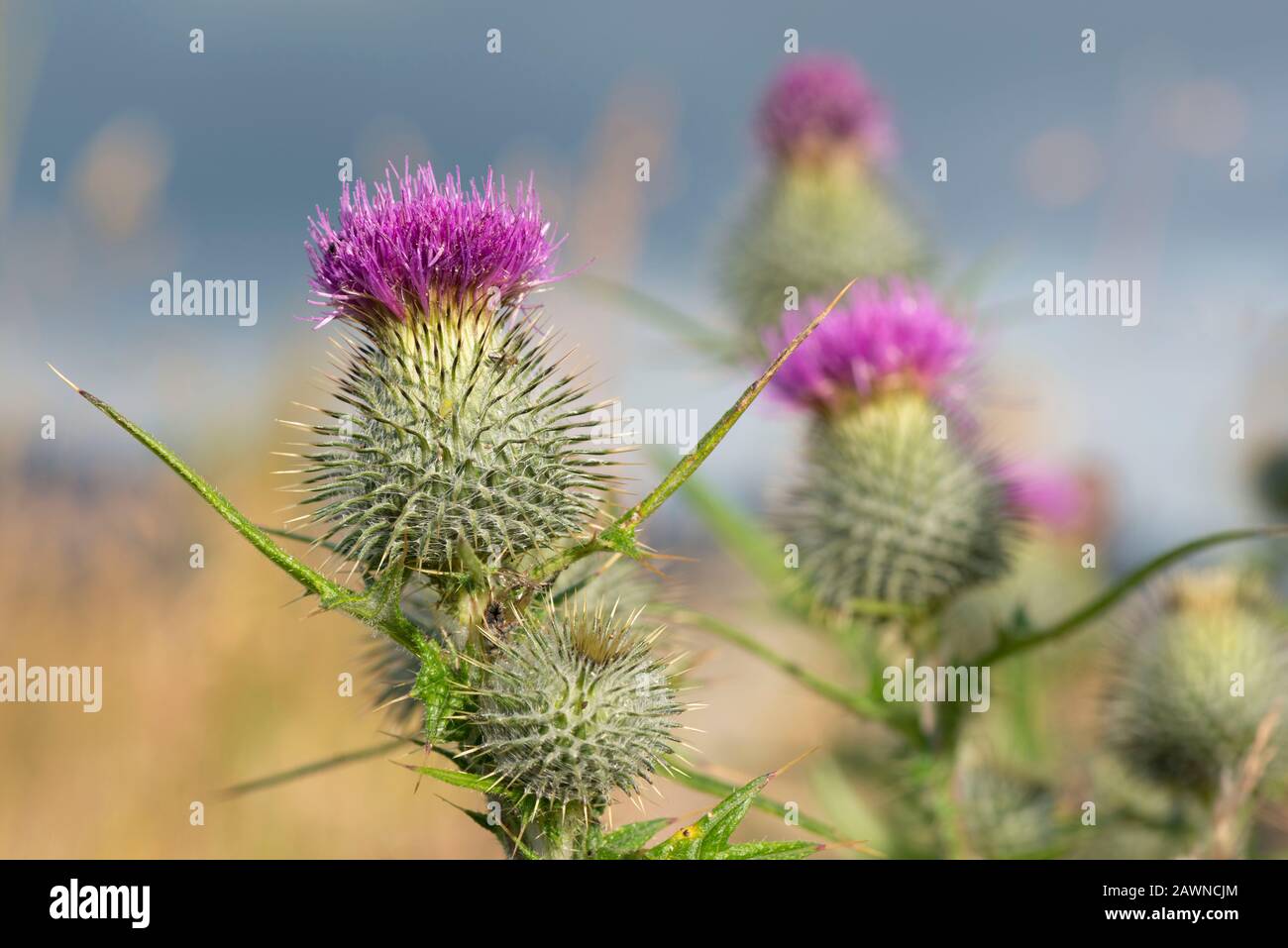Wild scottish thistle hires stock photography and images Alamy