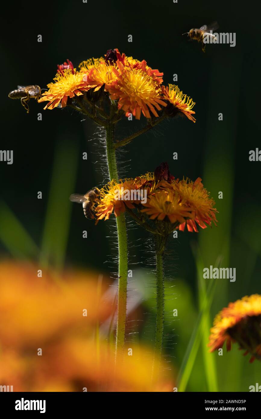 Honey Bees (Apis Mellifera) Foraging on the Wild Flower Fox-and-Cubs, or Orange Hawkweed, (Pilosella Aurantiacum) on a Sunny Morning Stock Photo