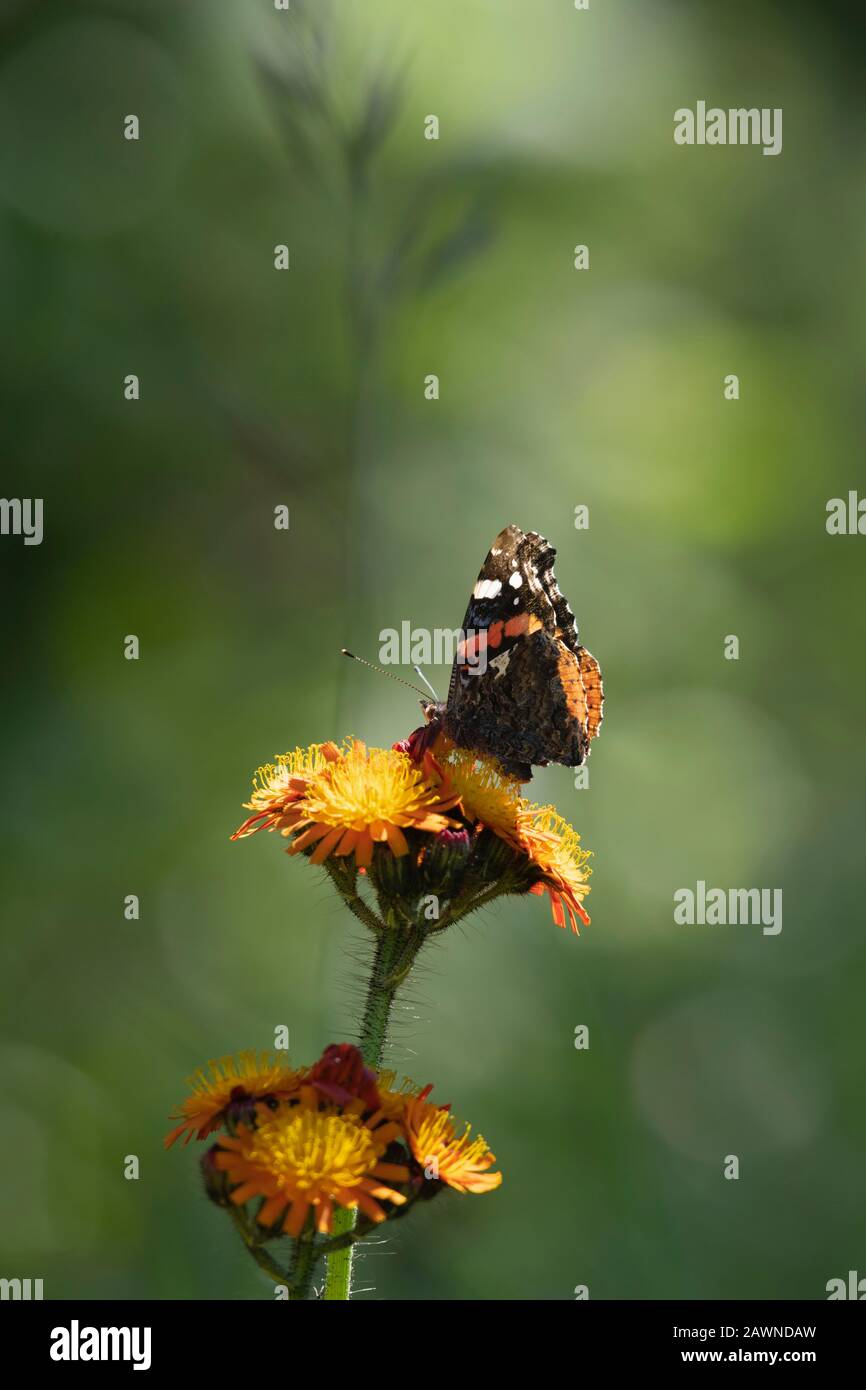A Red Admiral Butterfly (Vanessa Atalanta) Foraging on Fox-and-Cubs, or Orange Hawkweed, (Pilosella Aurantiaca) Stock Photo