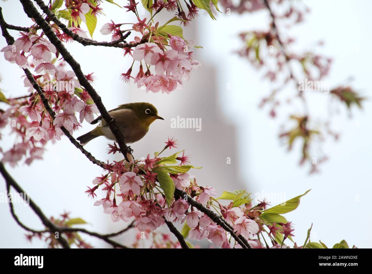 Little bird standing on a tree branch full of tiny pink flowers Stock ...