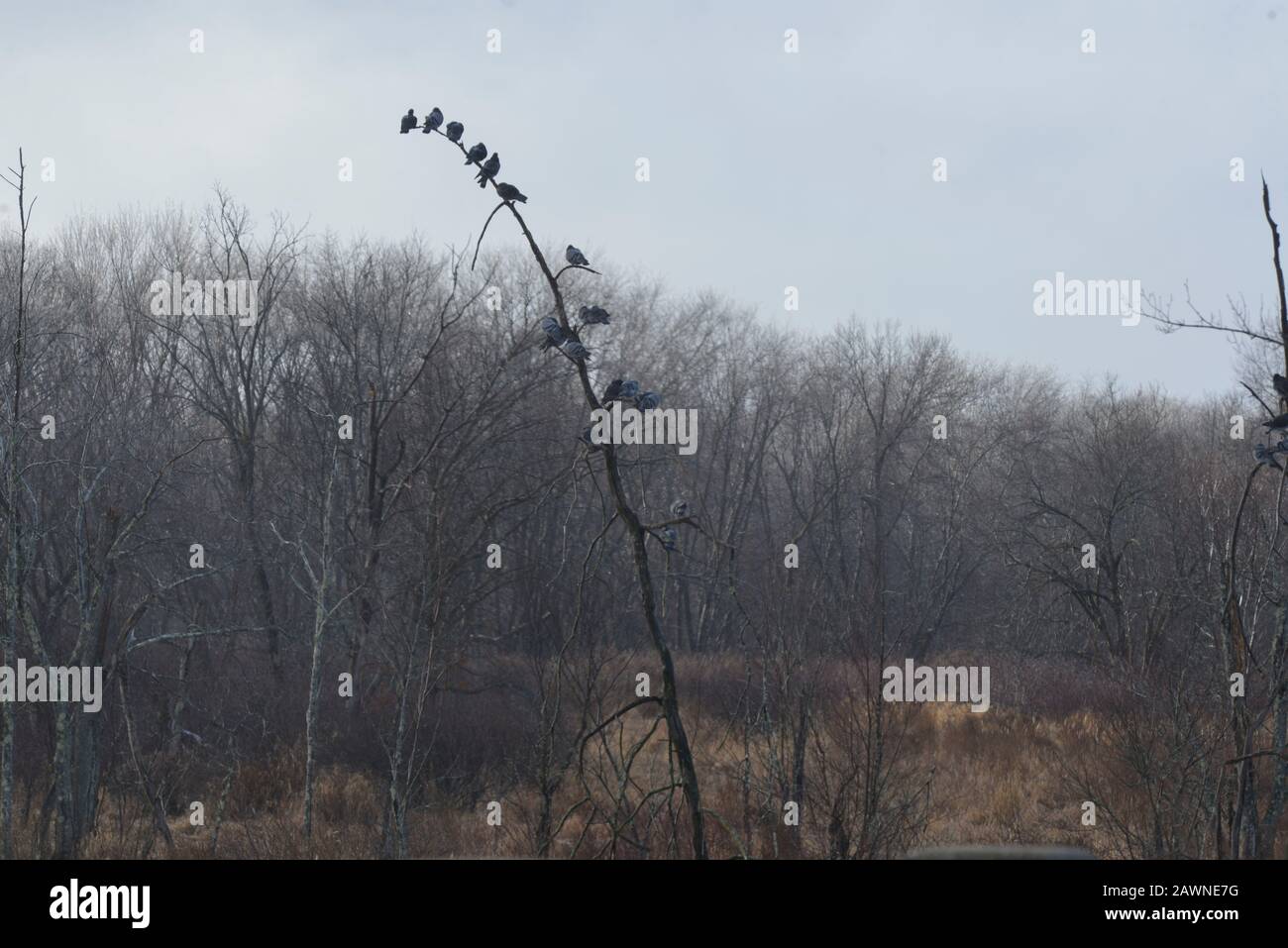 Bolton, Massachusetts, USA. 8th Feb, 2020. Pigeons roost every