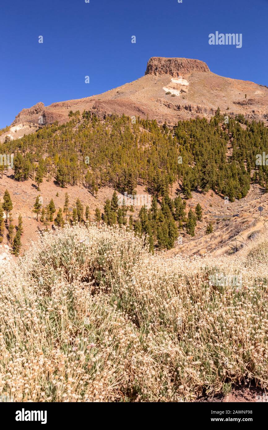 Volcanic rock and vegetaion near Vilaflor, Tenerife, Canary Islands Stock Photo