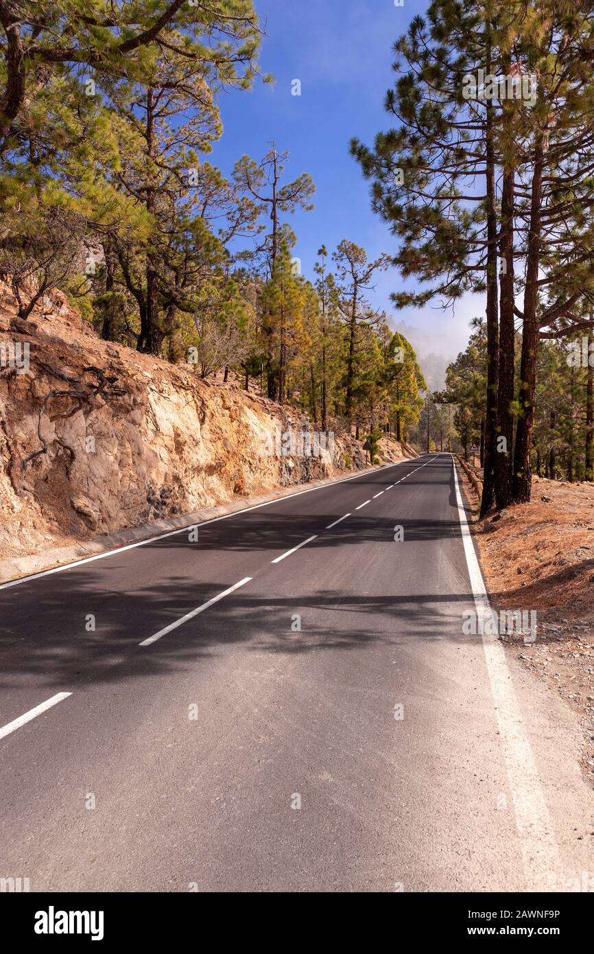 Road and cloud pines near Vilaflor, Tenerife, Canary Islands Stock Photo