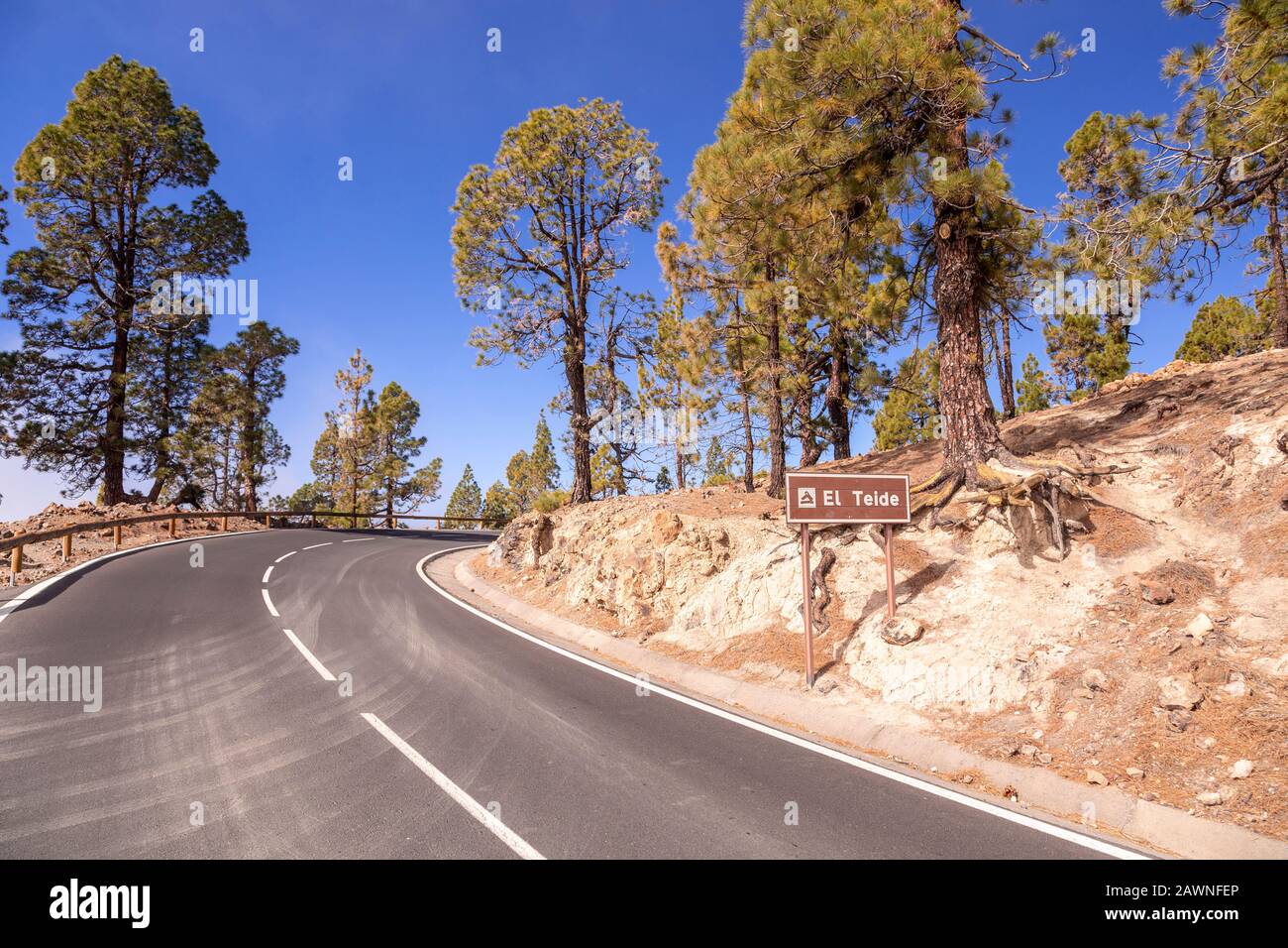 Road and cloud pines near Vilaflor, Tenerife, Canary Islands Stock Photo