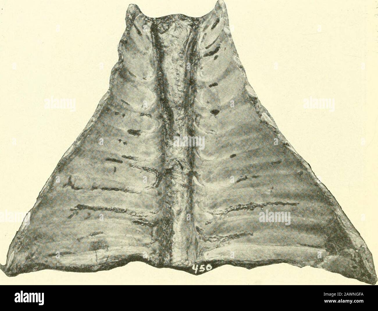 Annual report of the Agricultural Experiment Station of the University of Minnesota . Fig. 4.—Vearling Heifer. Caffrey outbreak; death Xo. 7; photograph takenthirteen hours before death.. Fig. 5—Hfemorrages on Costal Pleura. Bedor outbreak, autopsy No. 5,death No. 2. Stock Photo