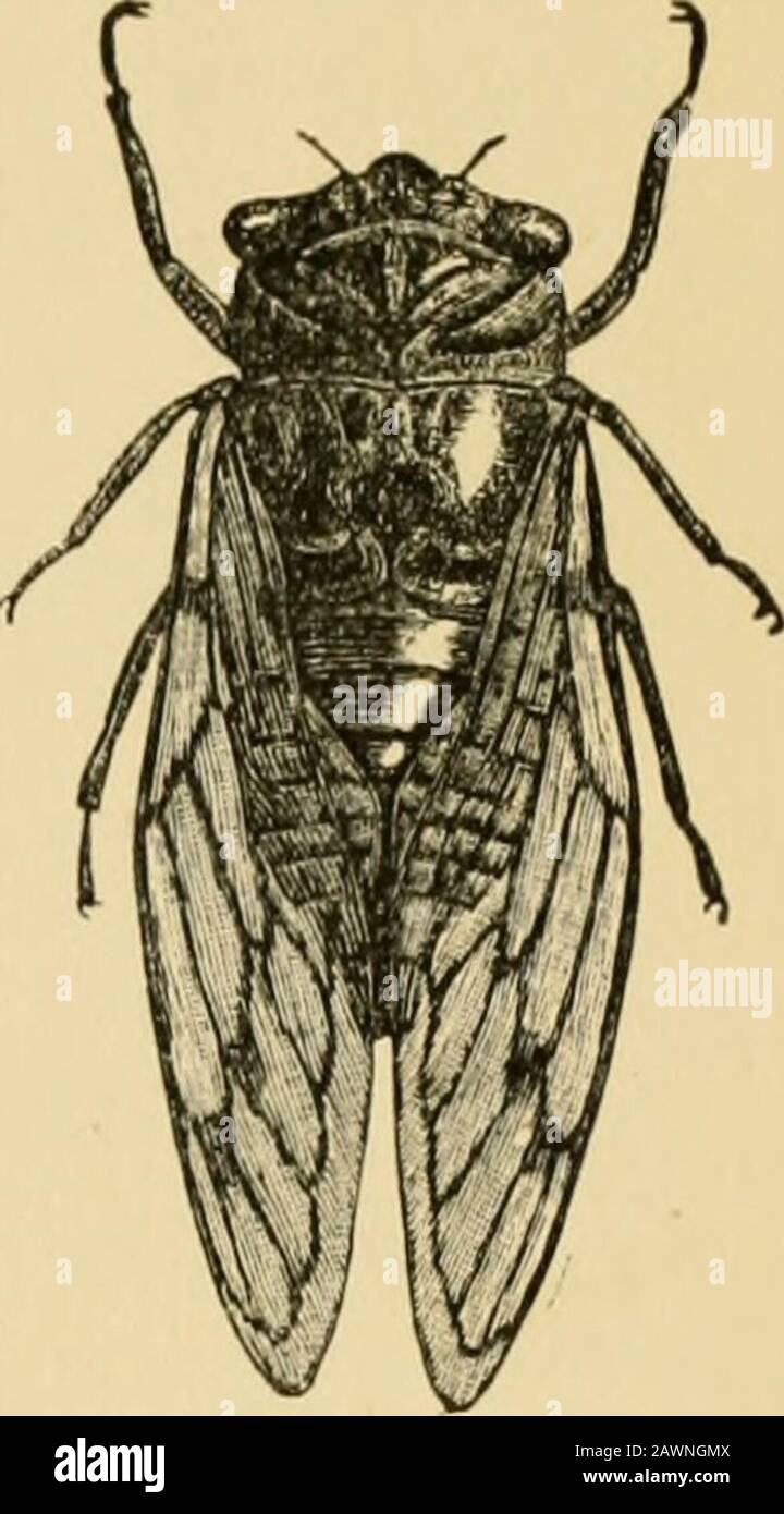 Insect life; an introduction to nature-study and a guide for teachers, students, and others interested in out-of-door life . likeat the sides of the body when atrest, and in having the beak arisefrom the hinder part of the lowerside of the head (Fig. 59). Among the more commonrepresentatives of this suborderare the cicadas (Fig. 63) and thespittle-insects and the tree-hop-pers, described in the chapter on Rj • ] T -r Tl Fig. 63.—A cicada, oadside Life. 1 he common plant-lice, or aphids, and the scale-bugs are also members of this suborder. Order Neuroptera (Neu-ropte-ra).The Dobsoii, Aphis-lio Stock Photo
