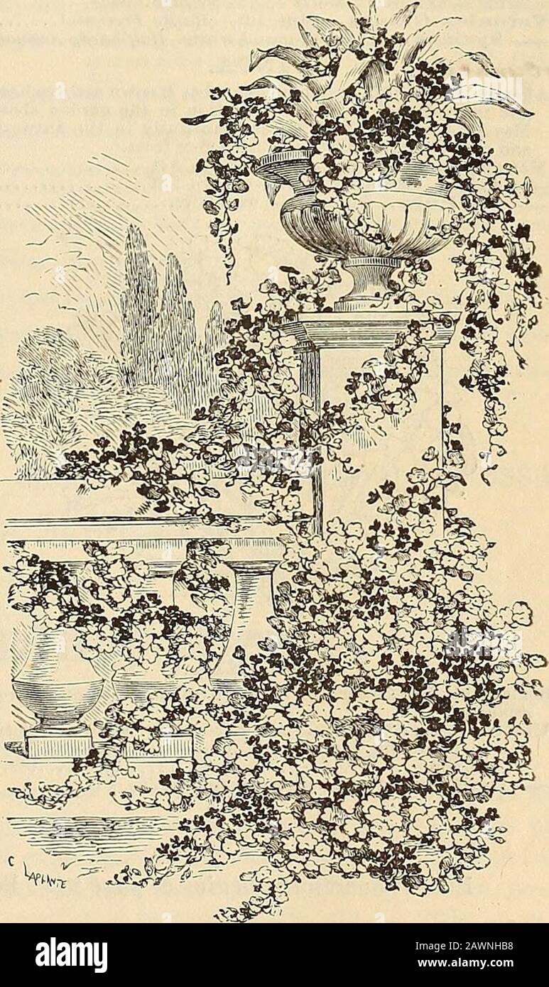 Peter Henderson & Co.'s catalogue of everything for the garden : 1880 . tJec^jtZe^ Thunbekgia. THTJNBERGIA. Extremely ornamental free-blooming climbers of rapid growth,handsome foliage and much-admired flowers; good forgreenhouse culture or in warm situations out-of-doors. Thunbergia Alata. Buff, with white eye, 4 ft 10 Alba. White, with dark eye, 4 ft 10 Aurantiaca. Bright orange, dark eye, 3 ft 10 Balcerii. Pure white, 4 ft 10 Mixed Varieties. (See Cut) 10. Tropceolcm Lobbianum. TROPCEOLUM. Very elegant and beautiful climbers, flowering most pro-fusely; admirably adapted for greenhouse or co Stock Photo