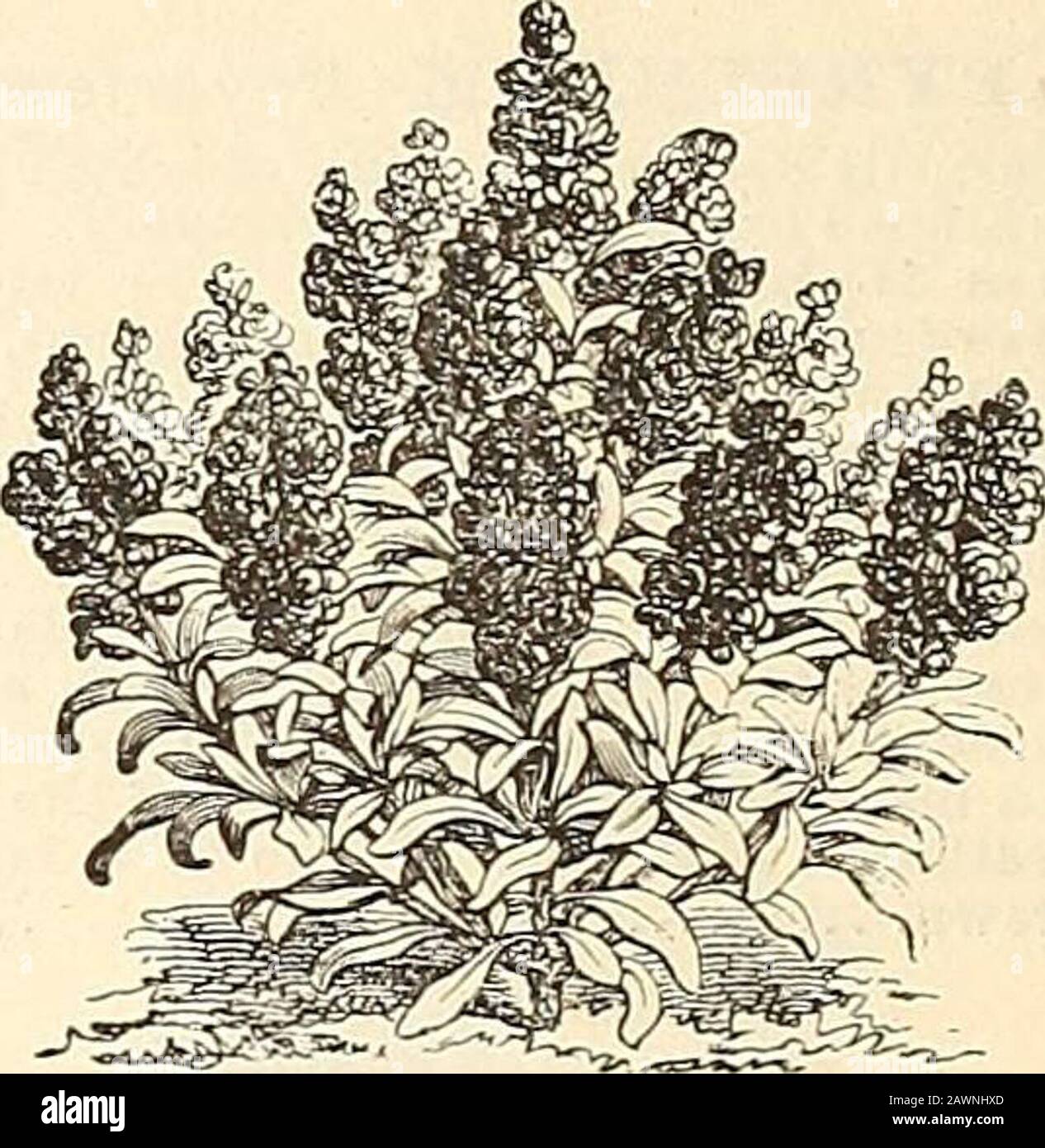 Peter Henderson Co S Catalogue Of Everything For The Garden 1880 Lvs Golancm Capsicasthum Solanum Per Pkt Solanum Warscewiczii Amagnificent Plant With Im Mense Leaves Of A Deep Green Color