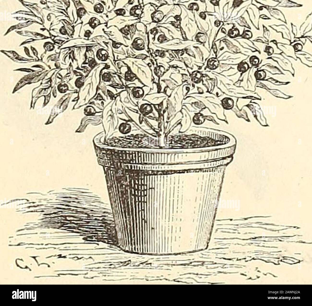 Peter Henderson Co S Catalogue Of Everything For The Garden 1880 Lvs Golancm Capsicasthum Solanum Per Pkt Solanum Warscewiczii Amagnificent Plant With Im Mense Leaves Of A Deep Green Color