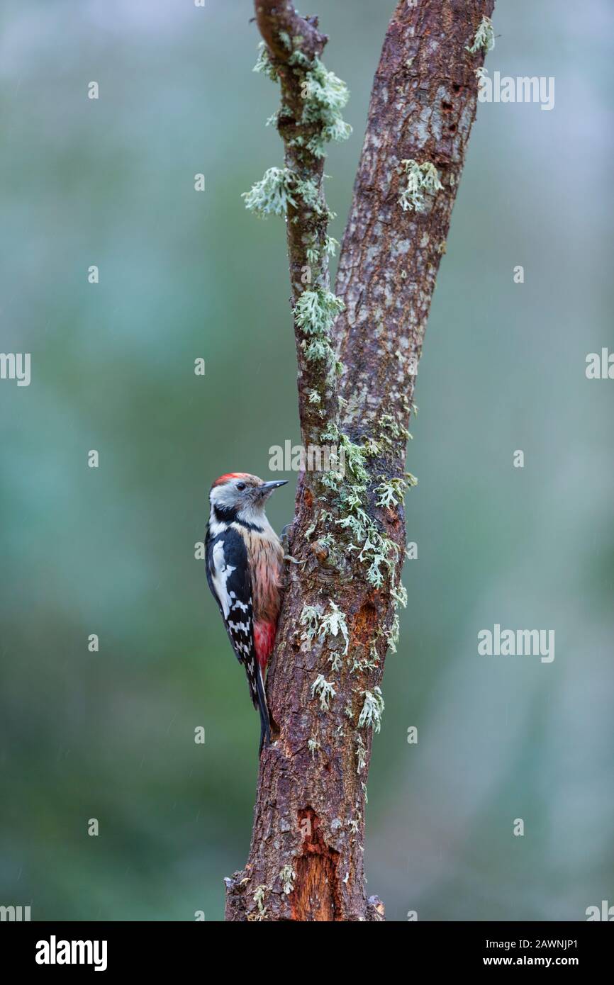 PICO MEDIANO - Middle spotted woodpecker (Dendrocoptes medius) Stock Photo