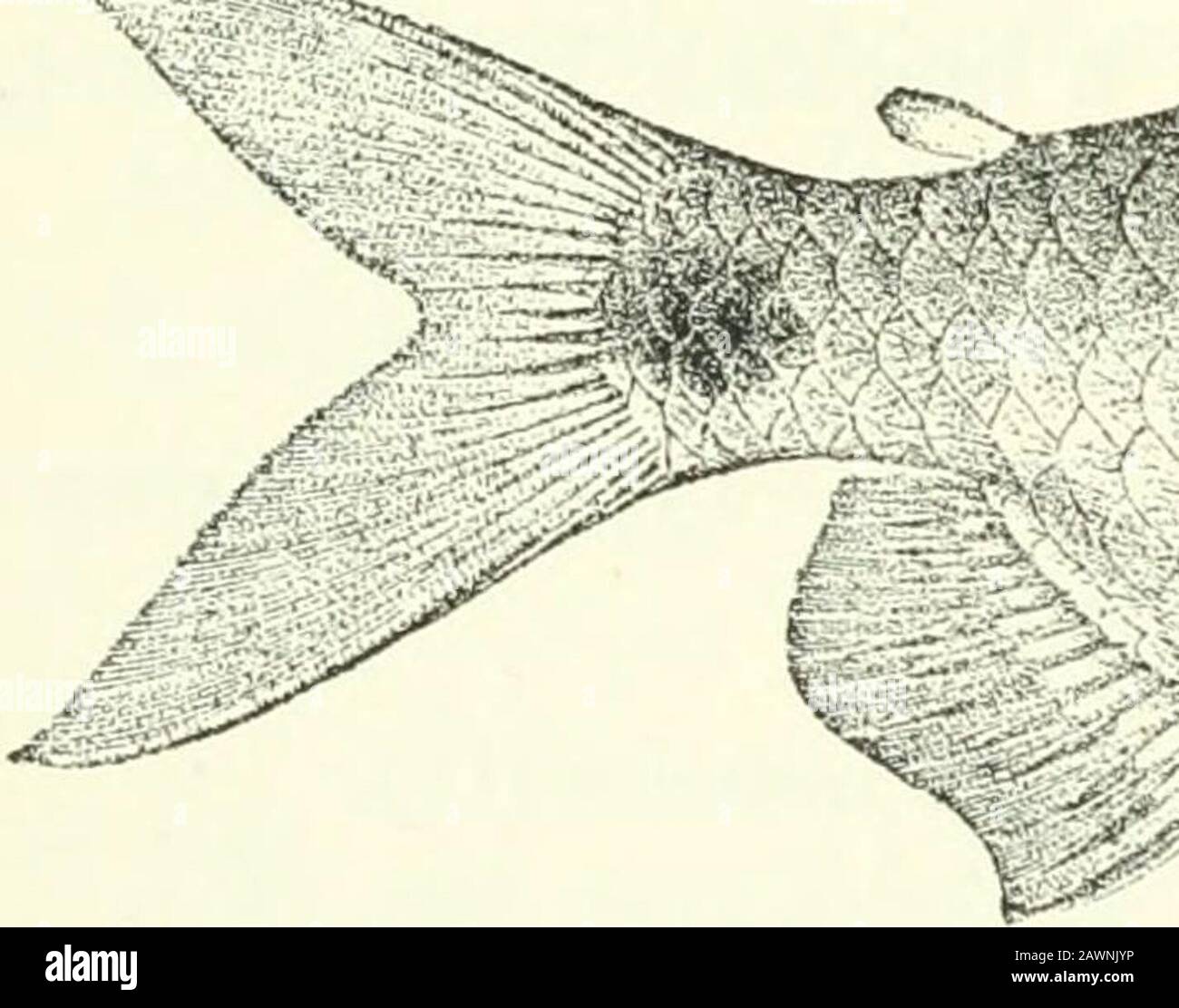 Catalogue of the fresh-water fishes of Africa in the British museum (Natural history) .. . liyalestes iiurse, Giinth. Cat. Fish. v. p. Sl-l (1864) ; Fowler, Proc. Ac. Philad. 1906, p. 444, fig.Bracliyalestes riqipellii, Giinth. t. c. p. 315 ; Pfeff. Thierw. O.-Afr., Fische, p. 43 (1896).Alestes leucisms, Giinth. Ann. & Mag. N. H. (3) xx. 1867, p. 114.Alestes ruppellii, Giinth. Pethericks Trav. ii. p. 343 ; Vinc.ig. Ann. Mus. Genova, xxxix. 1898, p. 257.Alestes senegalensis, Steind. t. c. p. 545, pi. ii. fig. 2.Brycinus nurse, Eigenm. Proc. U.S. Nat. Mus. xxxiii. 1907, p. 29. Depth of body 2-^ Stock Photo