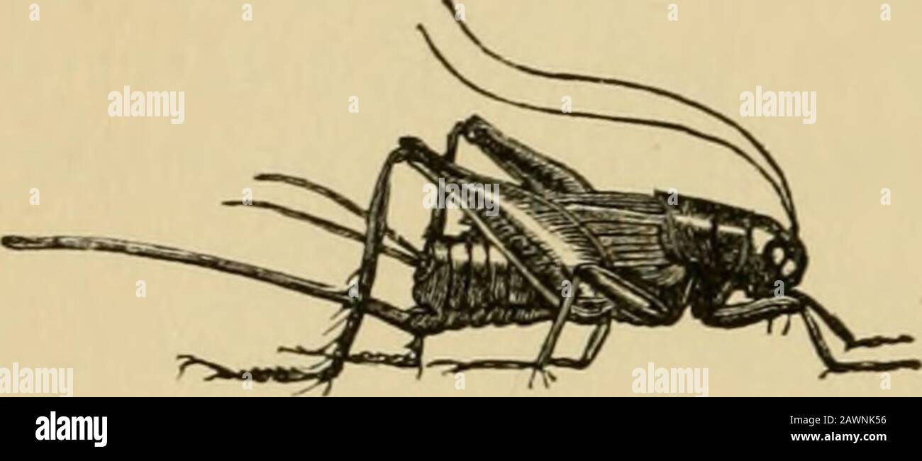 Insect life; an introduction to nature-study and a guide for teachers, students, and others interested in out-of-door life . Fig. 54.—The angular-winged katydid and its eggs. 74 INSECT LIFE. the locusts do not belong to the Locustidas, but tothe Acrididse. Family Grvllid.e (Grylli-das).—This is the lastof the three families of jumping Orthoptera. Withthese insects the antennas,like those of the long-hornedgrasshoppers, are very slen-der and longer than thebody, except in the mole-. Stock Photo
