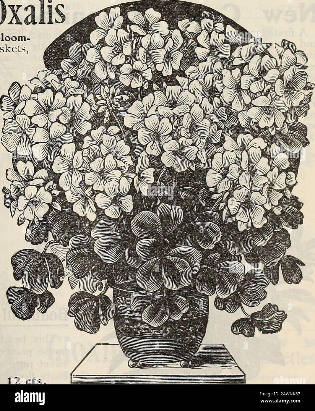 New floral guide : autumn 1901 . nter. Nothing finer for window  culture.Bermuda Butter Cup Oxalis—One ofthe finest winter-blooming plants  ever seen,a strong vigorous grower with handsomefoliage, and bearing a  constant successionof