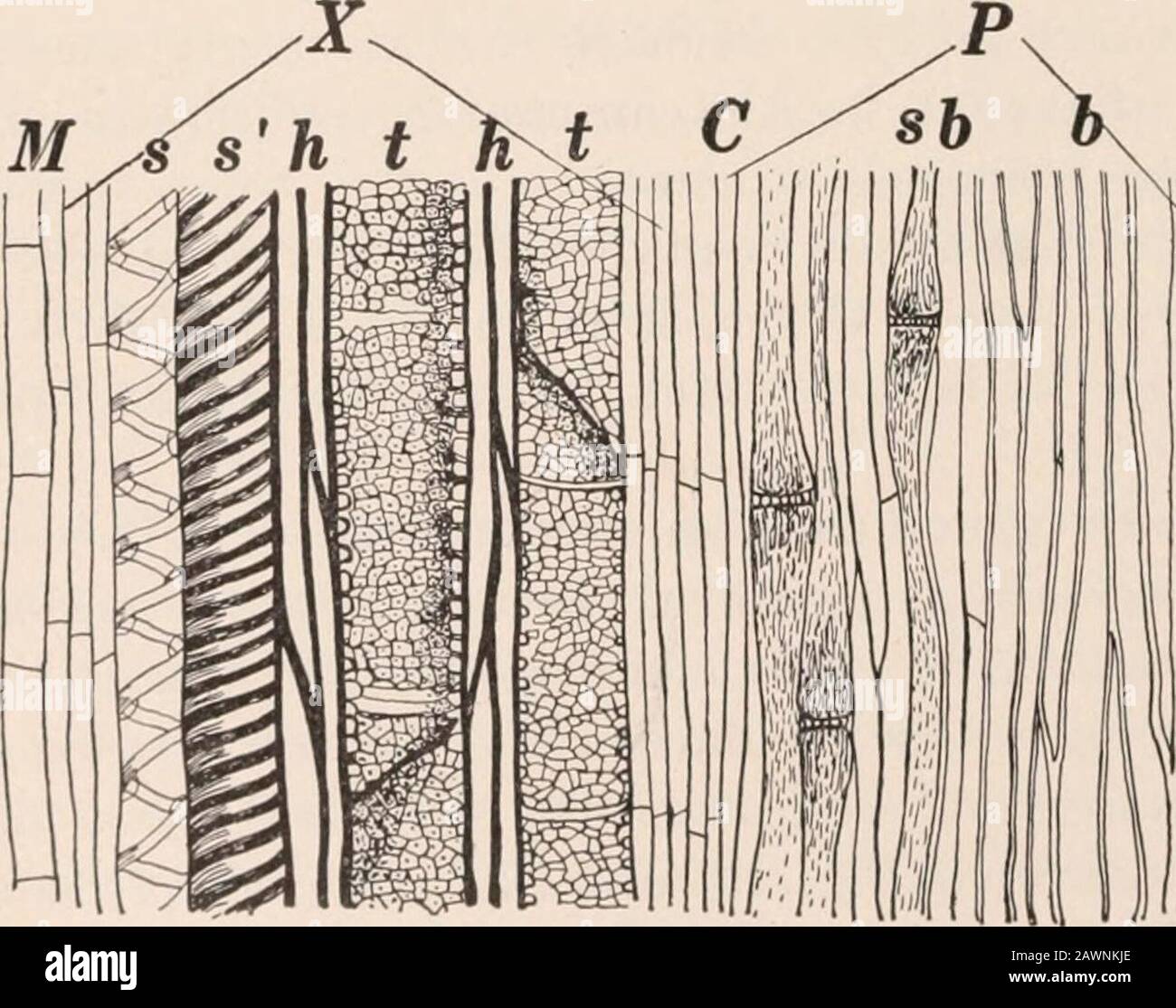 A practical course in botany : with especial reference to its bearings on agriculture, economics, and sanitation . 121 R -A Figs. 120-121. — Transverse and longitudinal sections of a fibrovasoular bundlein the stem of a sunflower. The two sections are lettered to correspond : M, pith(parenchyma) ; X, xylcm region ; P, phloem ; R, cortex ; s, spiral ducts ; s, annularducts: t,t, pitted ducts; C, cambium between the phloem and xylem regions; sb,sieve tubes; 6, bast; e, bundle sheath; ic, cambium (parenchyma) cells; h, wood fioers. THE STEM 105 cambium and pith, which includes the medullary rays Stock Photo