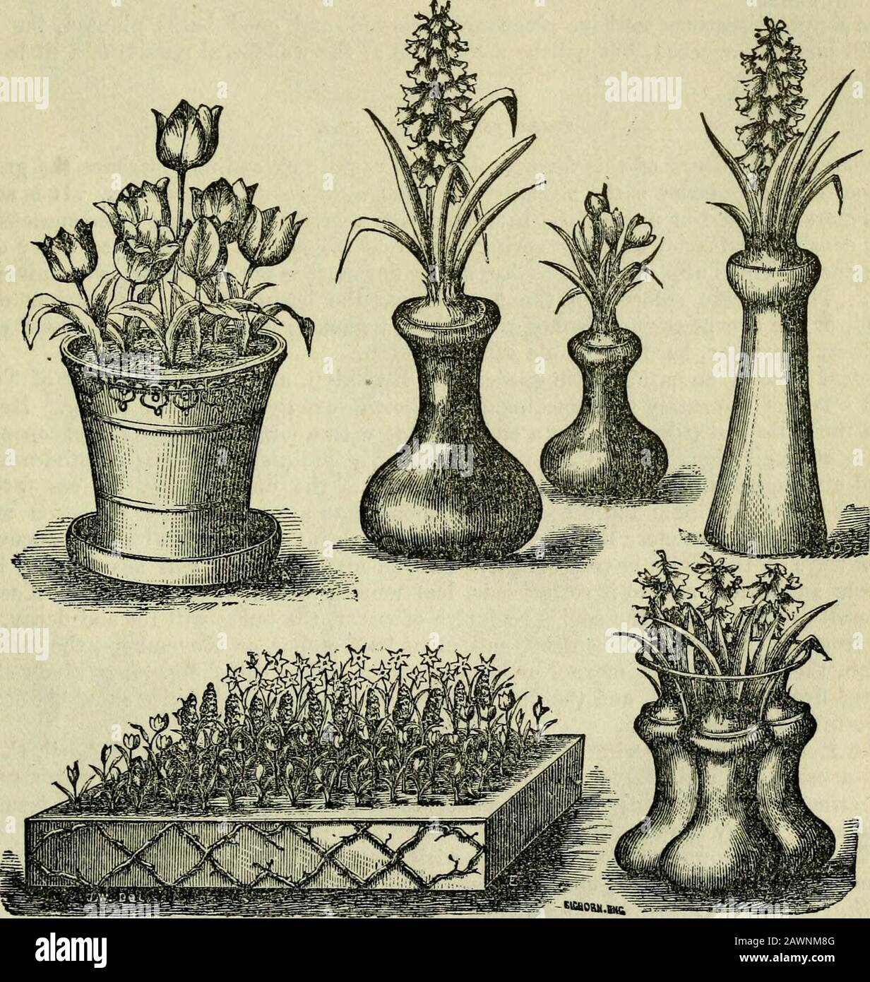 The Horticulturist and journal of rural art and rural taste . adapted for in-door culture. JVotes fo7^ Cottage Gardeners. 299 Its price is so cheap as to be within the reach of all; and we know no way more simpleor inexpensive to form a flower garden than to cut a circle in the turf of the lawn, aboutten or fifteen feet in diameter, and fill it entire with one solid bed of the geranium. Wehave seen many successful beds of this character, and have often wondered why it was notmore generally used for this purpose. Snlbs for Mouse Culture. It will soon be time to plant our collection of bulbs thi Stock Photo