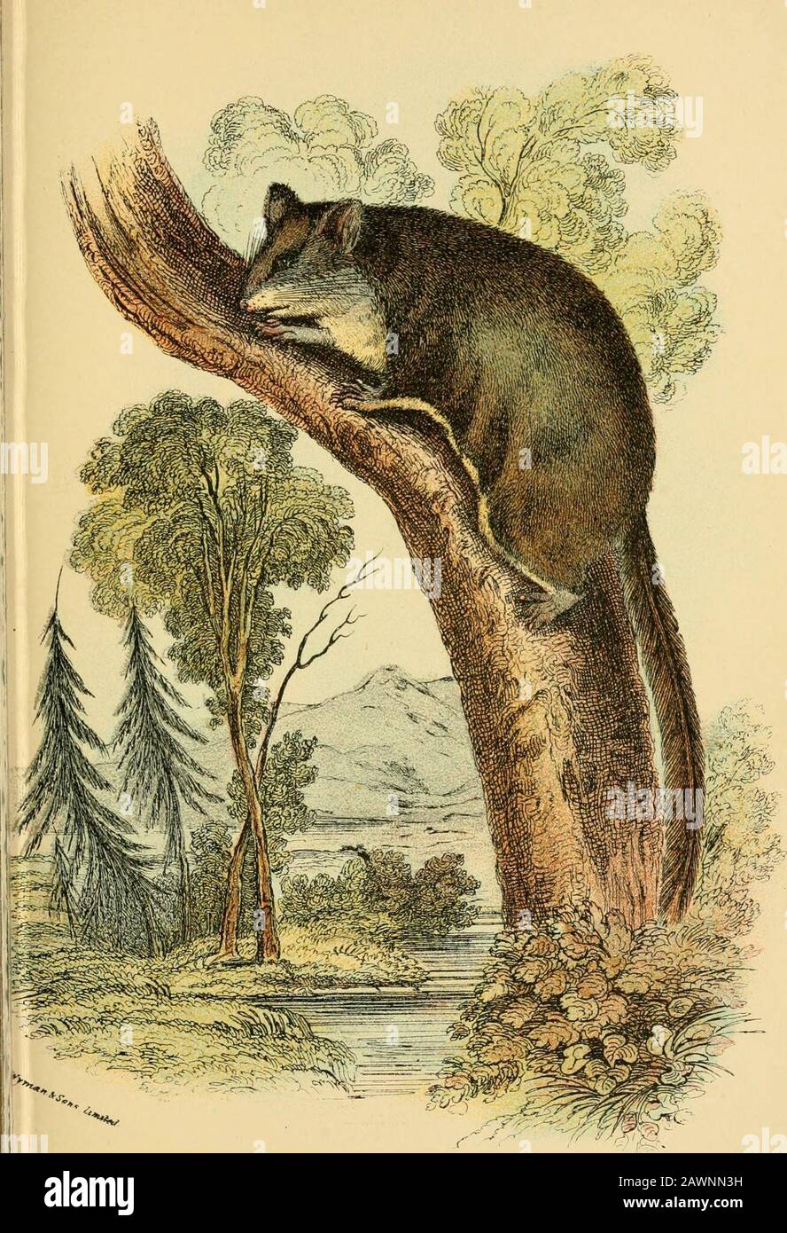 A hand-book to the marsupialia and monotremata . feet brown.Tufts of hairs present behind the eyes and inside the ears, thelatter being fawn-eolour on the outer sides anteriorly andwhite posteriorly ; margins of parachute fringed with longishhairs. Tail rather long, fawn-colour, with its extreme tipnaked inferiorly and probably prehensile. Length of headand body about 3 inches; of tail nearly the same. Distribution.—Queensland, to the south of latitude 20°, NewSouth Wales, and Victoria. Habits.—Resembling a Common Mouse in size, and henceknown to the colonists as the Flying Mouse, or Opossum-M Stock Photo