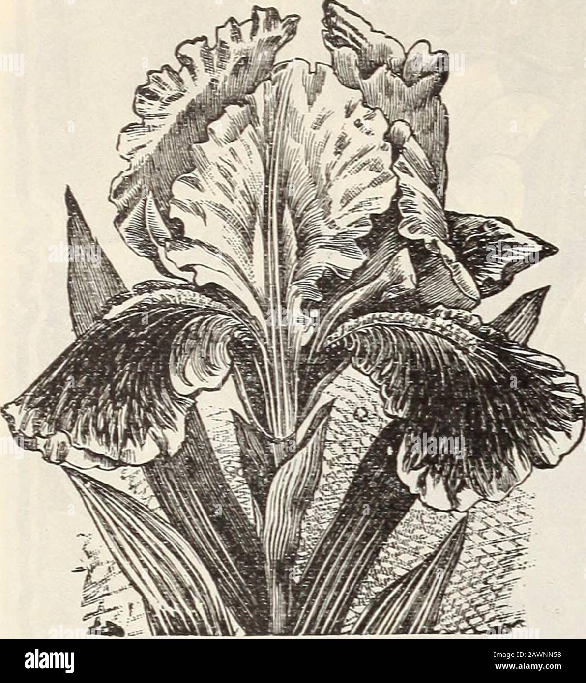 New floral guide : autumn 1901 . 26 The Conard & Jones Company, West Grove, Pa.. The Beautiful Spanish Iris These are line for blooming in pots in winter; they bear lovelylarge orchid-like flowers of most brilliant colors, blue, purple,yellow, pearly white and black, beautifully variegated, striped,spotted and  ruffled; they are also entirely hardy and splendidfor bedding in open ground, need no protection and will bloomfinely every spring without attention. We put the price verylow and hope all who can will give them a liberal trial. The Finest Named Varieties Peacock—Pure white, bright blue Stock Photo
