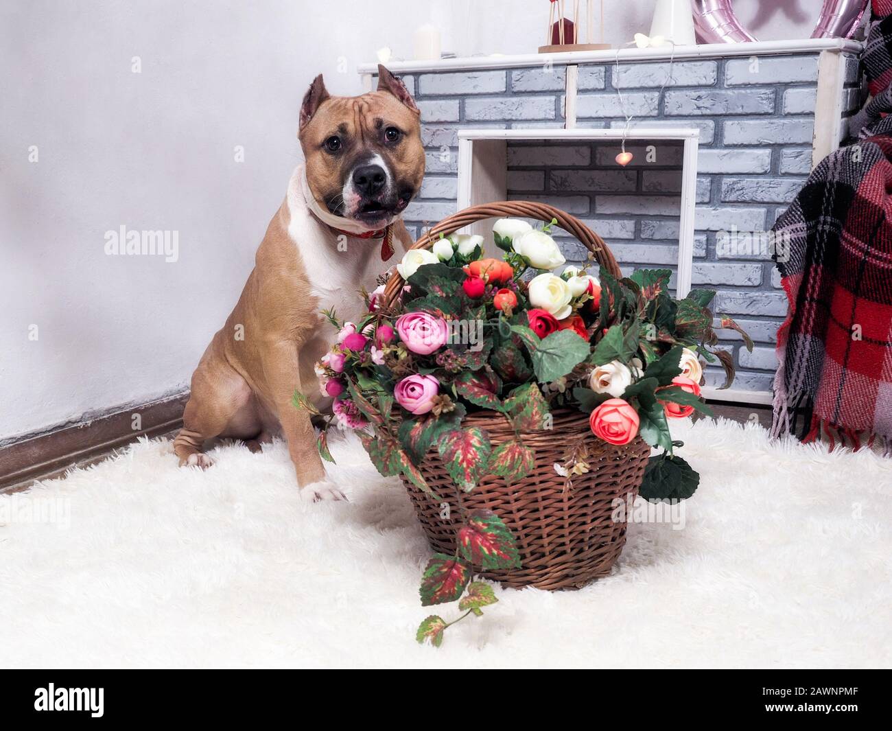 Beautiful dog with a basket of flowers Stock Photo Alamy