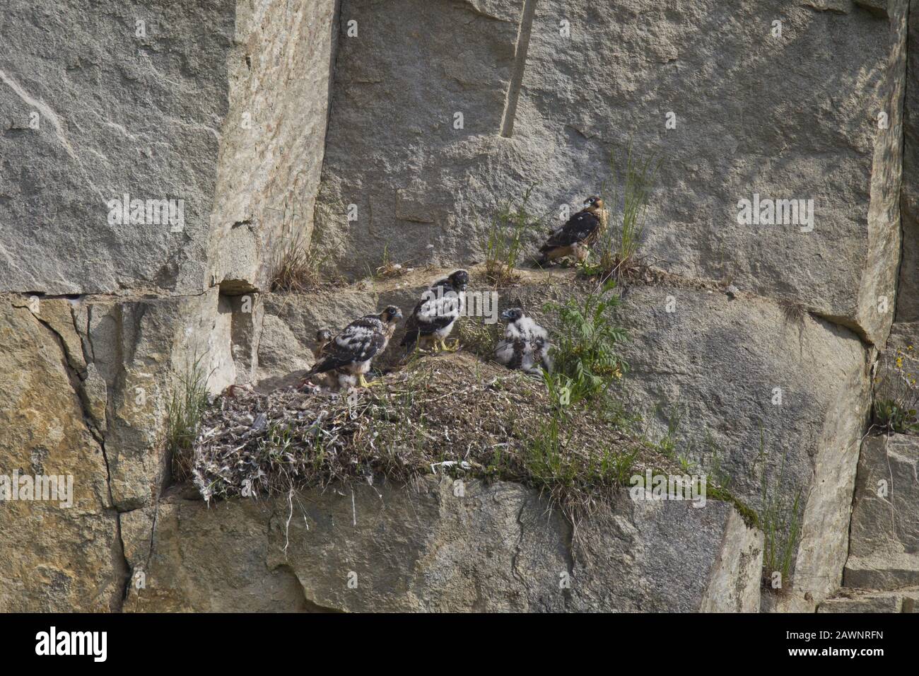 Peregrine falcon, eyrie with young (Falco peregrinus), peregrine falcon, nest with young birds Stock Photo