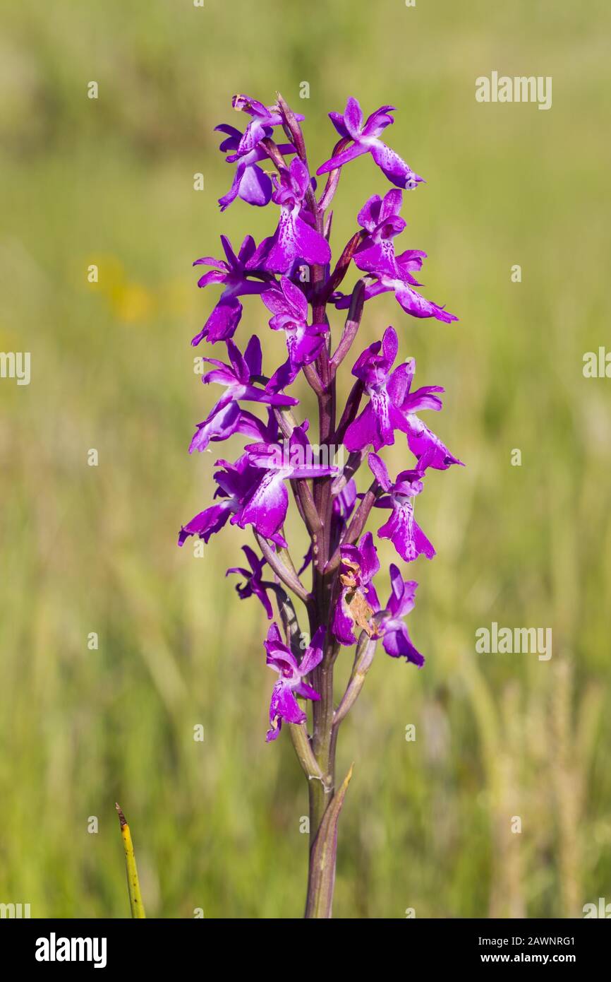Robust orchid (Orchis palustris ssp. robusta) Stock Photo
