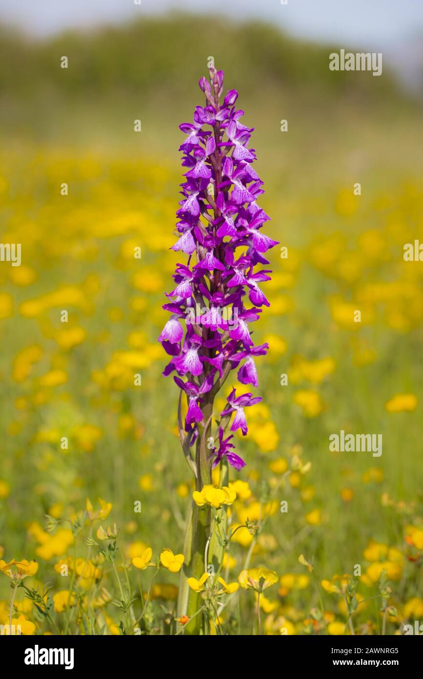 Robust orchid, Orchis palustris ssp. robusta, Orchis robusta Stock Photo