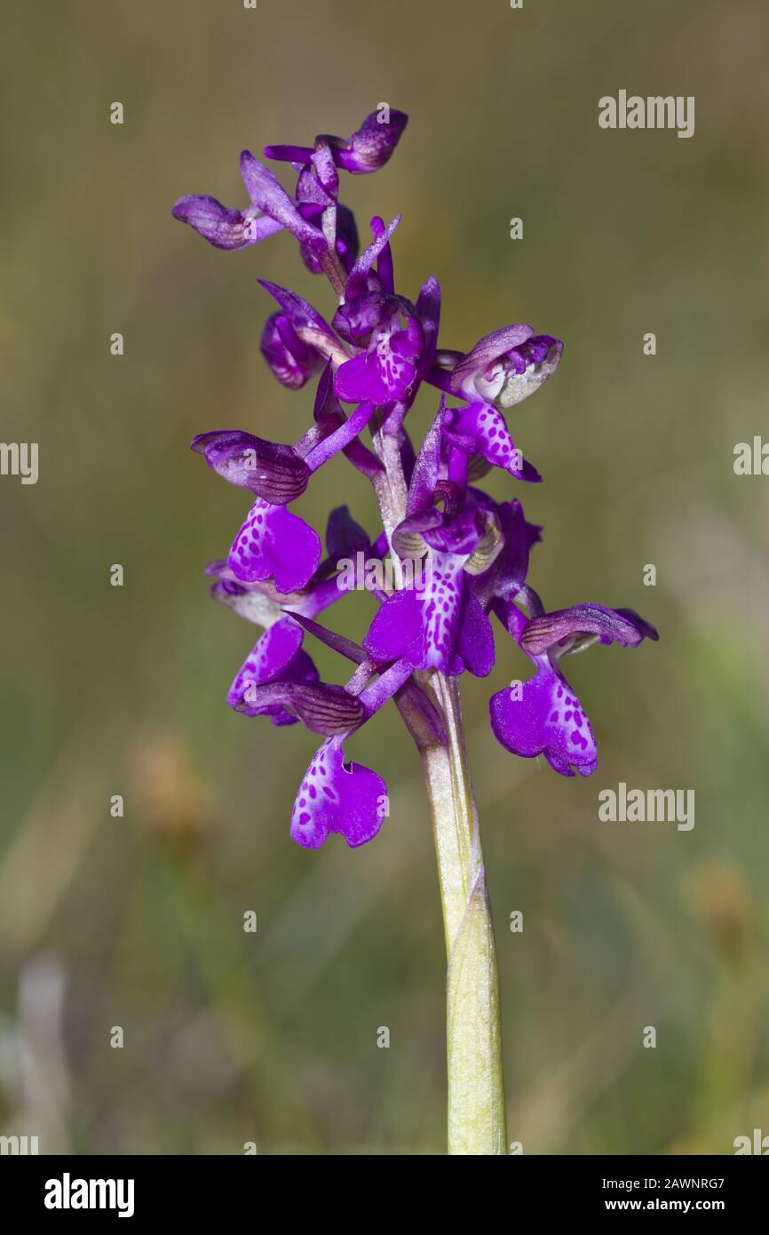 Green-winged Orchids (Orchis morio) growing in a field Stock Photo