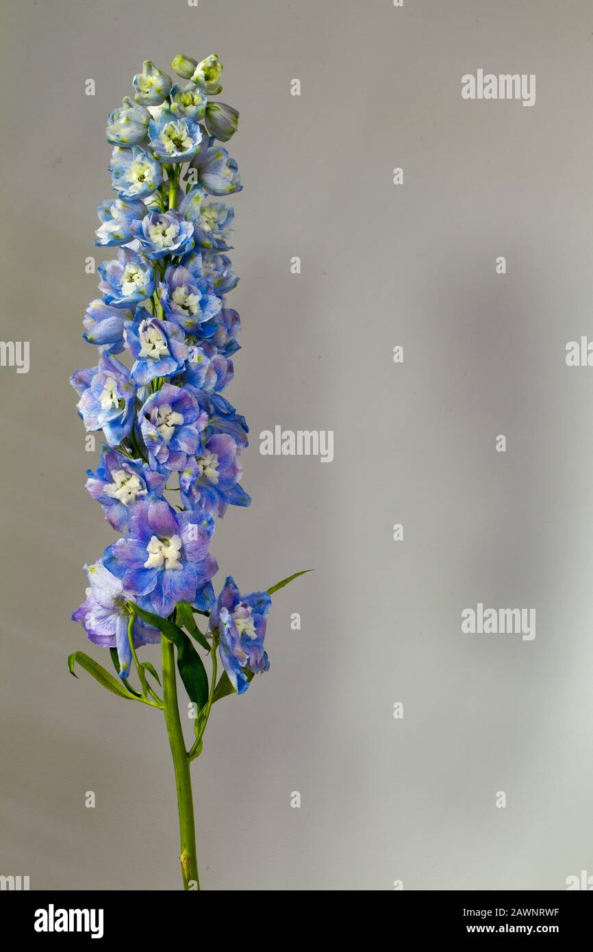 Close-up of a blooming white-blue delphinium against a light gray wall, greeting or festive concept Stock Photo