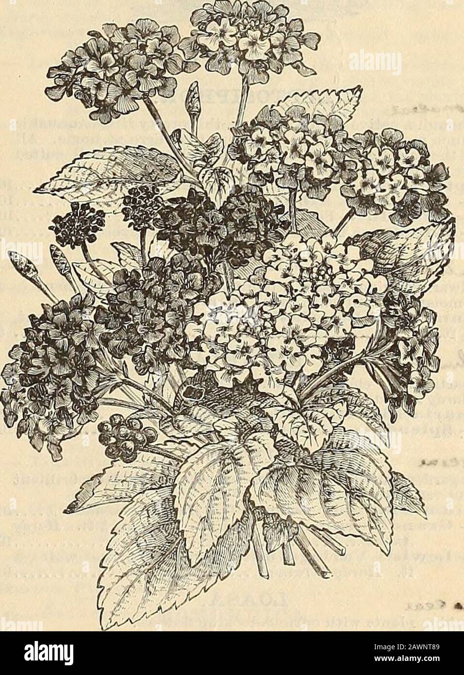 Peter Henderson & Co.'s catalogue of everything for the garden : 1880 . £ ft 5 Rosea. Pink, mauve centre, yz ft 5. W»-w««^t&lt;a. Lantana Hybkida. LANTANA. The varieties of Lantana are almost numberless. The flowersare borne in Verbena-like heads, embracing every shade ofpink, purple, orange and white. Haf-I ardy Perennials. Lantana Hybricla. Mixed 10 16 PETER HENDERSON & CO.—FLOWER SEEDS. ^^^^^^LARKSPUE, (Delphinium). PerPkt. A mostdesrrable and beautiful genus, the prevailing hue of whose flowers is blue. Hardy Annuals.Larkspur, Dwarf Rocket. Finest mixed, double, 1 ft. 5 Tall Rocket. Finest Stock Photo