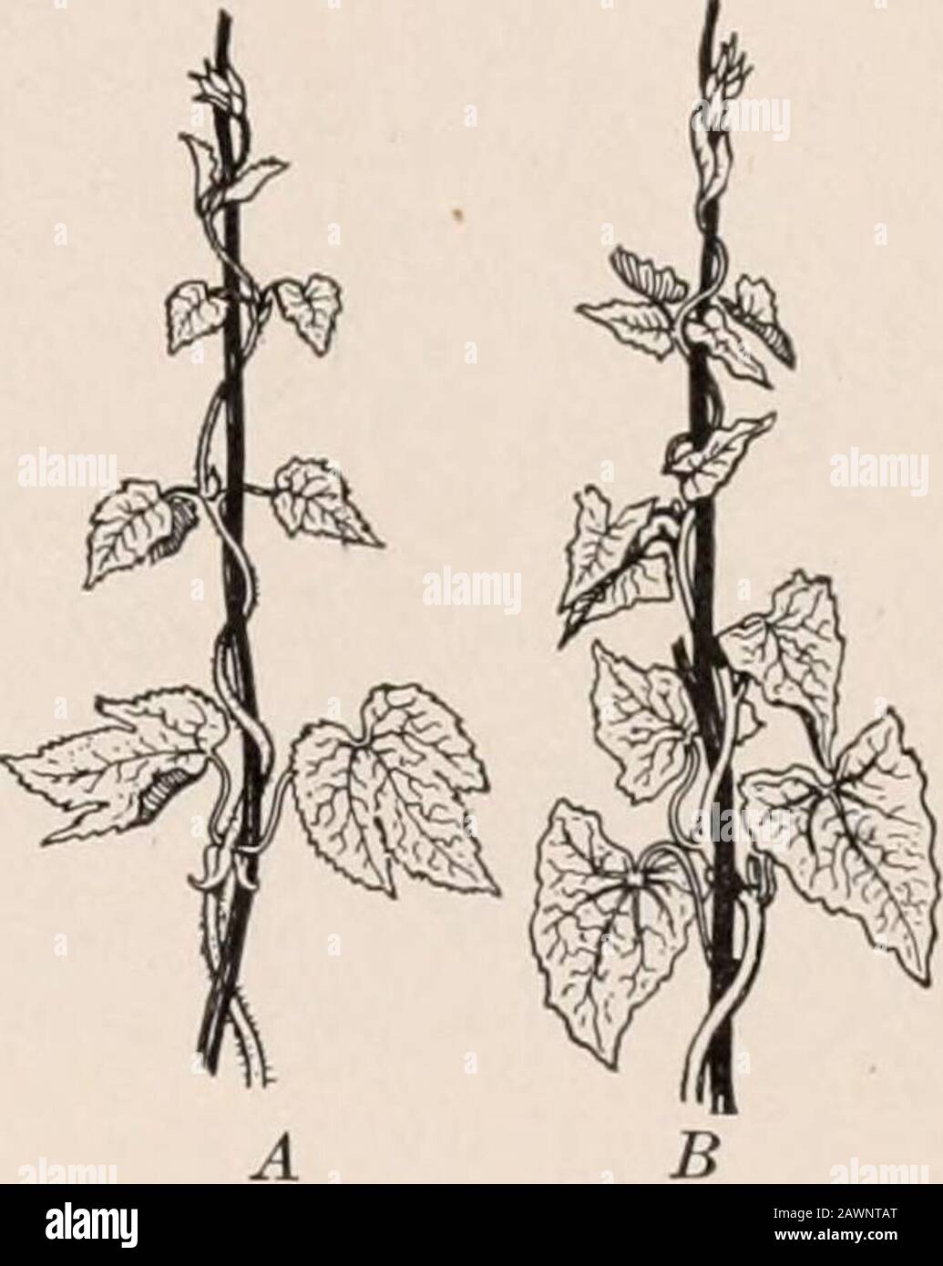 A practical course in botany with especial reference to its bearings