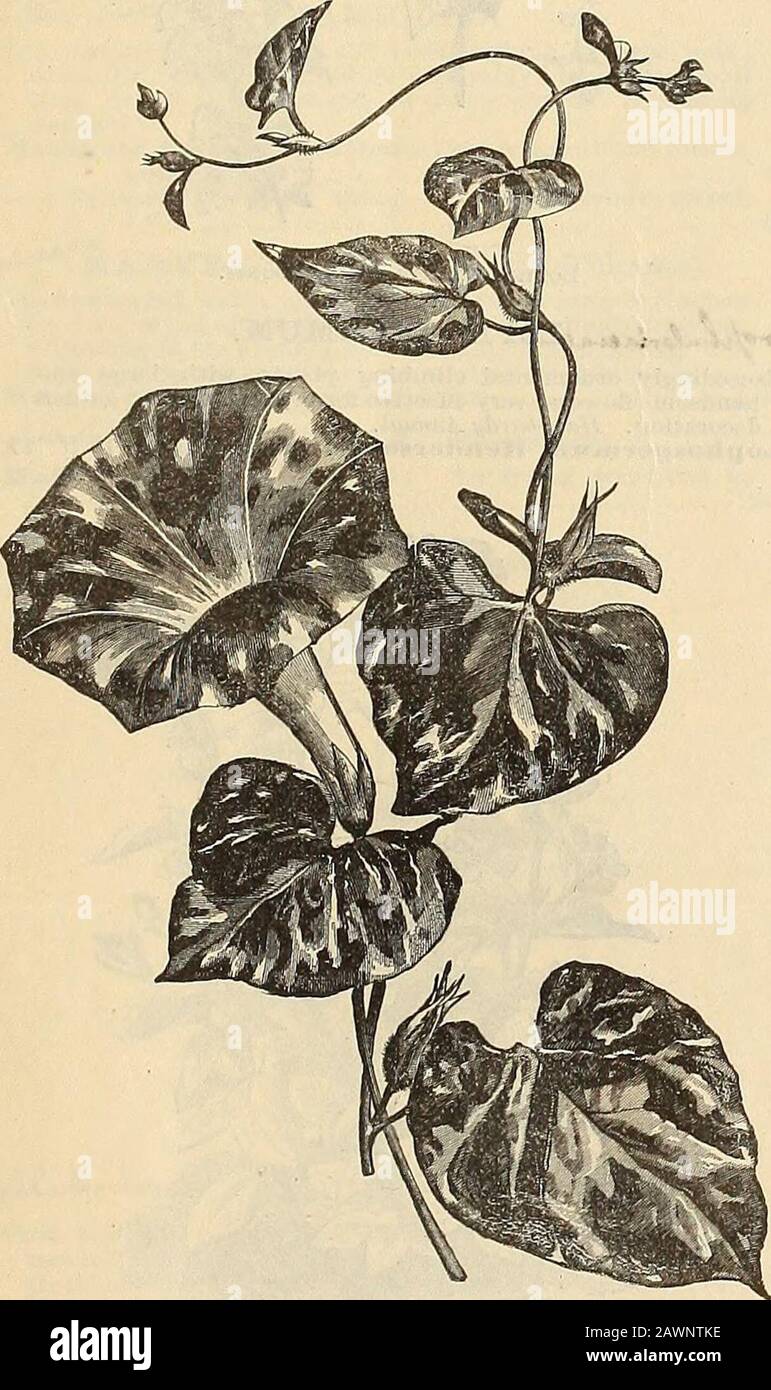 Peter Henderson & Co.'s catalogue of everything for the garden : 1880 . with brown centre.Hibiscus Africanus. lifb 5 PETER HENDERSON & CO.—FLOWER SEEDS. 15 Cs^cJk****^- HOLLYHOCK. PerPU. The seed we offer of this handsome flower has been saved fromnamed varieties of every known shade of color, and can beconfidently recommended. Seed sown in June or Julywill produce plants for blooming the next summer. HardyPerennias. Hollylioclt. Extra choice double^ finest mixed 25 Fine Mixed. Good varieties 10 Double White. This is one of the most valuable plants now grown for summer flowers. Flowerspure whi Stock Photo
