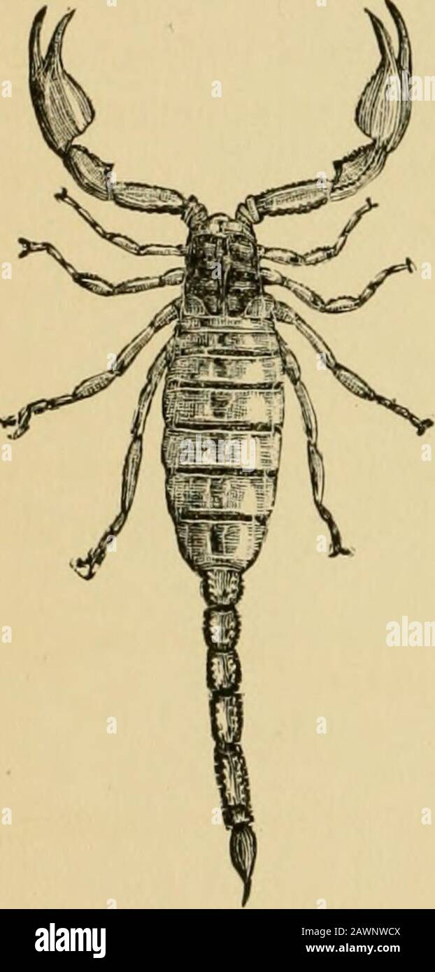 Insect with pincers deals