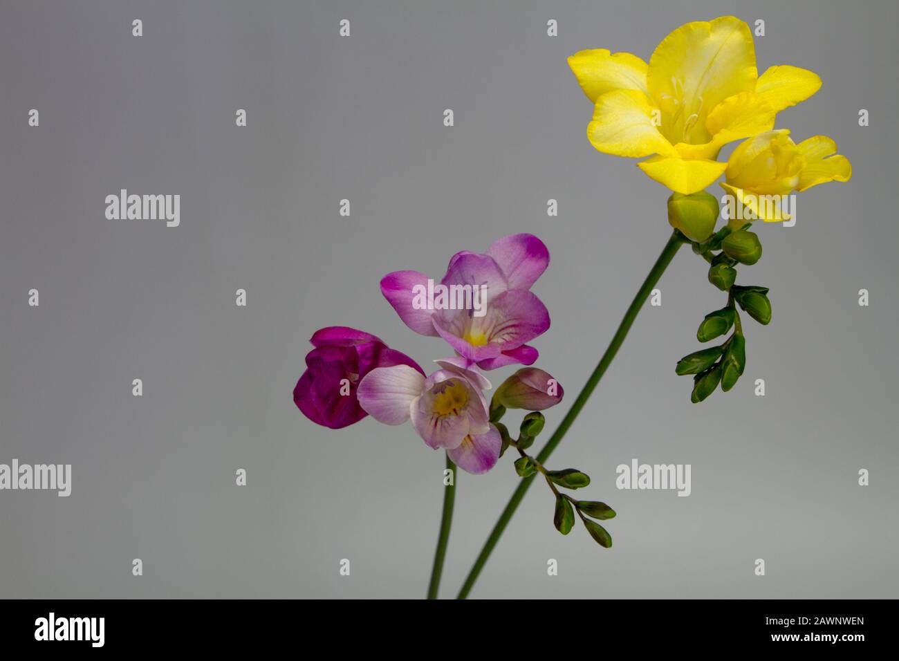 Two Branches Of Blooming Pink And Yellow Freesia Isolate On A