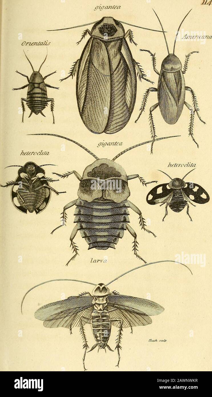 Zoological lectures delivered at the Royal Institution in the years 1806 and 1807 . tta or Cockroach is dis-tinguished by the flattened form of the body; bya pair of long, bristle-shaped horns at the head,by the wings lying horizontally over the body,and by a pair of tips or processes resembling shorthorns at the end of the body. The Cockroachesare a numerous and disagreeable tribe ; generallyrunning very swiftly, chiefly appearing by night,and feeding on ahnost all kind of animal sub-,stances: they are mostly natives of warm cli-^mates: the species now so very common in thiscountry, and espec Stock Photo