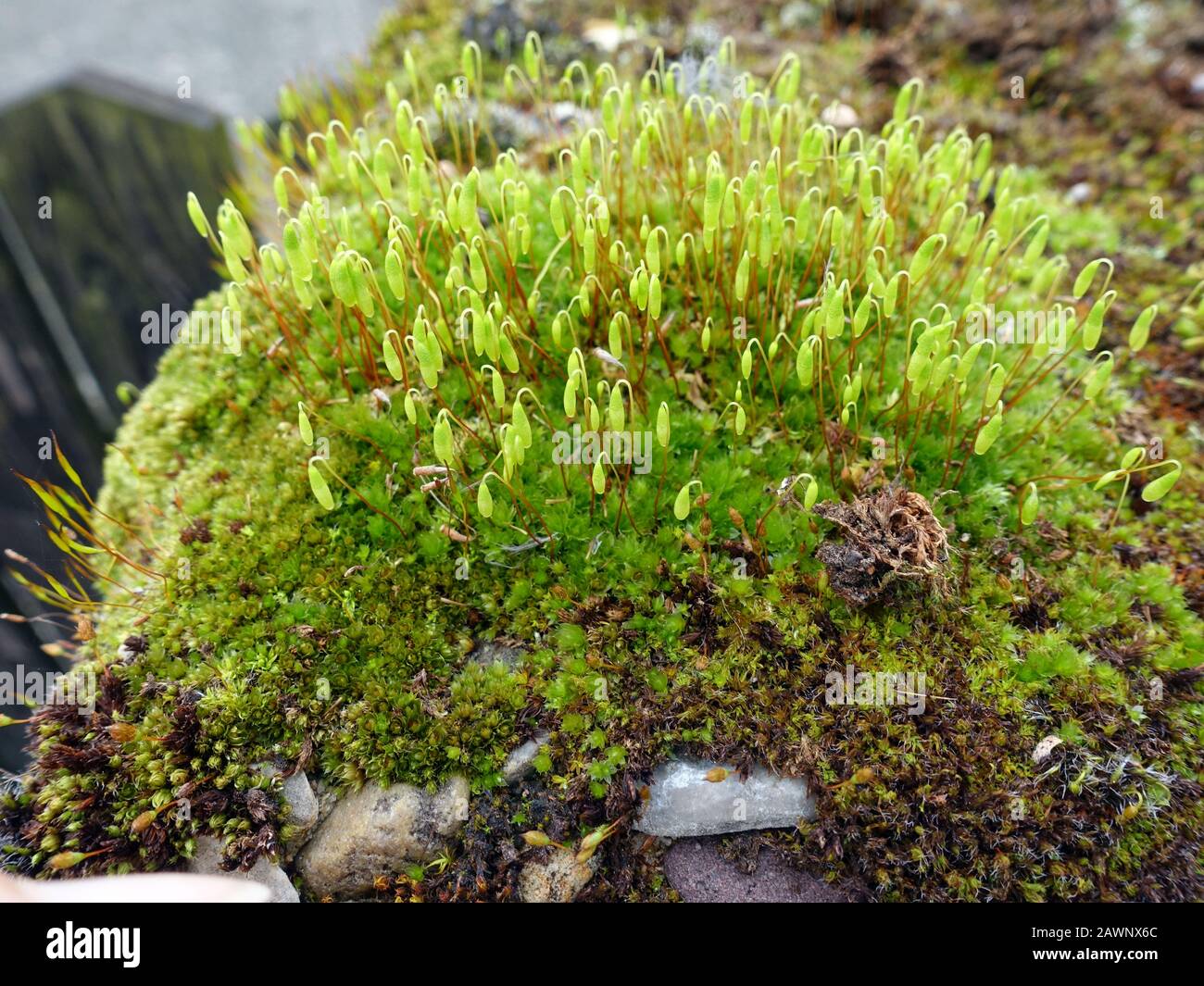Haarblättriges Birnmoos (Bryum capillare) - Pflanze mit jungen Sporenkapseln, Bad Bevensen, Niedersachsen, Deutschland Stock Photo