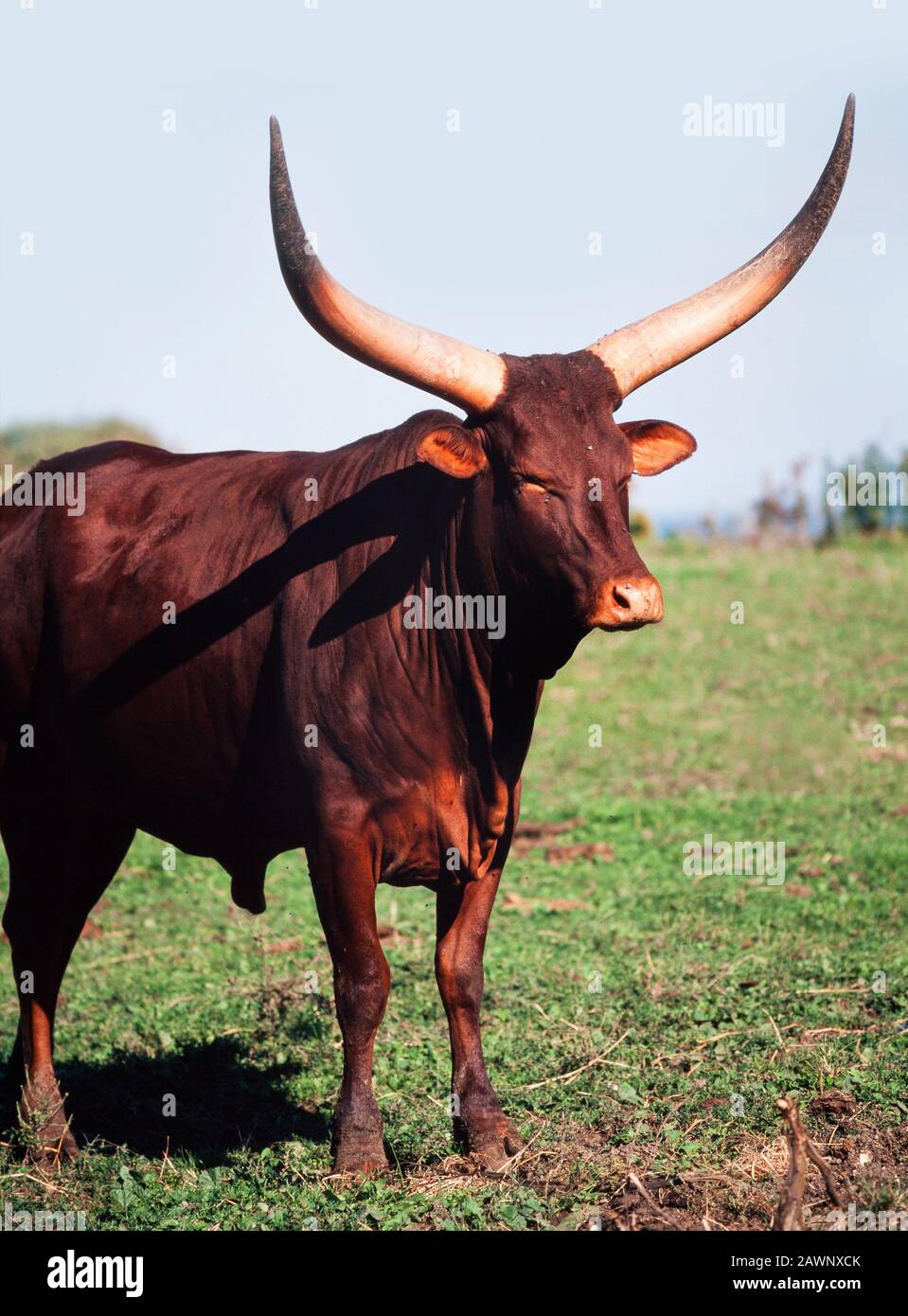 African Ankole cattle, large male bull with huge horns, Bos tarus Stock Photo