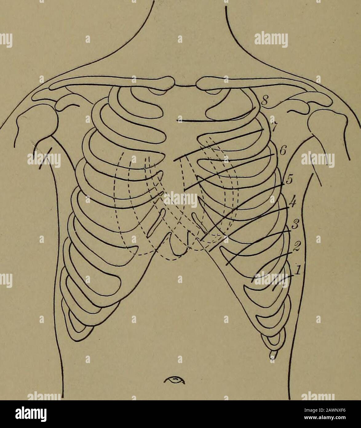 Physical diagnosis, including diseases of the thoracic and abdominal ...