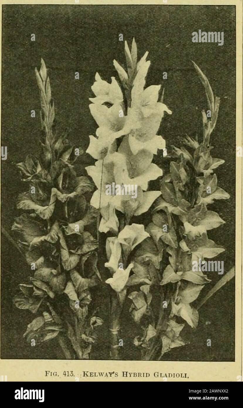 The century supplement to the dictionary of gardening, a practical and scientific encyclopaedia of horticulture for gardeners and botanists . IA. Vol. II., the following G. oarolinensis (faroUiia). A .synonym of G. monosperma. G. ferox (fit-rce). /. biplnnate; leaflets l.-mceolate, acute..Spines tritiil, much cnmpresserl. h. 18ft. to 20ft. Chinu.Irubably a fi&gt;nn of G. macracantha. SVN. G. orientalis. G. orientalls (Eastern). A synonym of G. ferox. GIiEICHENIA. Including Mero.«onis nnd Mertensia(of AVilldenow). There is no British representative of thisgenns, which, however, is widely distri Stock Photo