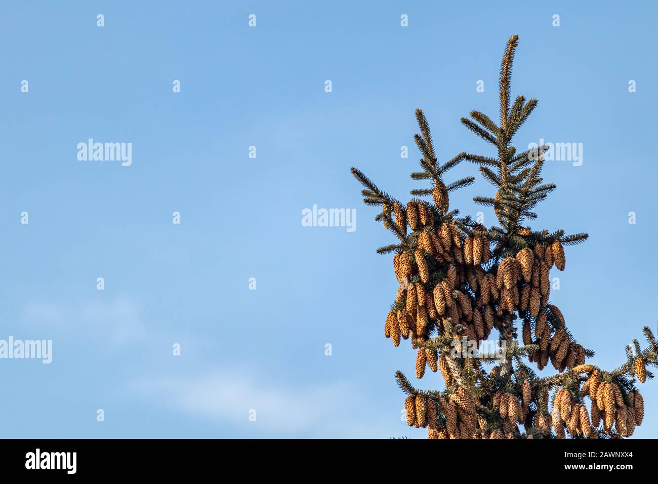 The top of a white spruce tree, an evergreen conifer of the species Picea glauca, is seen against blue sky with many female seed cones hanging from it Stock Photo