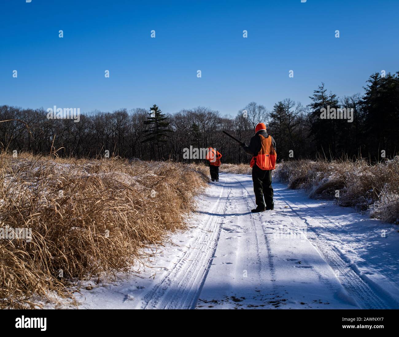 Mapleville Rhode Island, December 20th, 2019: A Bird Hunter Watches His Partner In the Winter Stock Photo