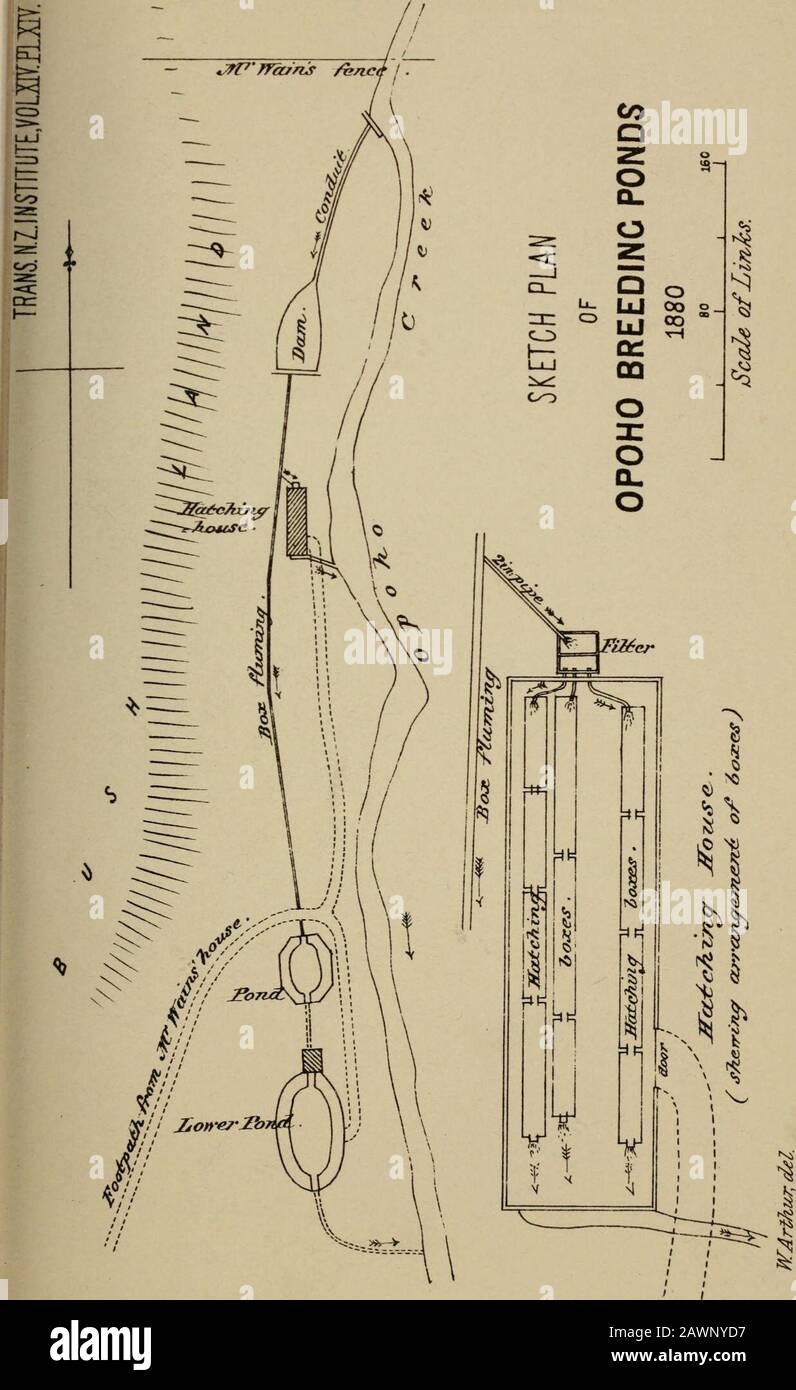 Transactions of the Royal Society of New Zealand . 2^^0U^7iaj6^^tzy^y&T^- (Jeets-oTi. adirct^^cd) WAriku7;del. CalifornltiTV Sa7^no7i e/^cjf T/fOUT HATCH//Va. Arthue.—On Fish Culture in New Zealand, 209 Appendix A.Table showing time of Trout-hatching at Opoho Ponds for 1879. Ova when impregnated. First fish hatched. Last fish hatched. Total time. Box 5 and 6 July 28 October 11 October 24 88 days 9 31 „ 6 „ 17 79 „ 10 31 6 ., 18 80 „ 11 August 7 „ 10 „ 23 78 „ Or a mej m duration or period of incubation of 1 81 „ Boxes 5 and 6 were in hatching house; 9,10 and 11 in open air at lower pond.One st Stock Photo
