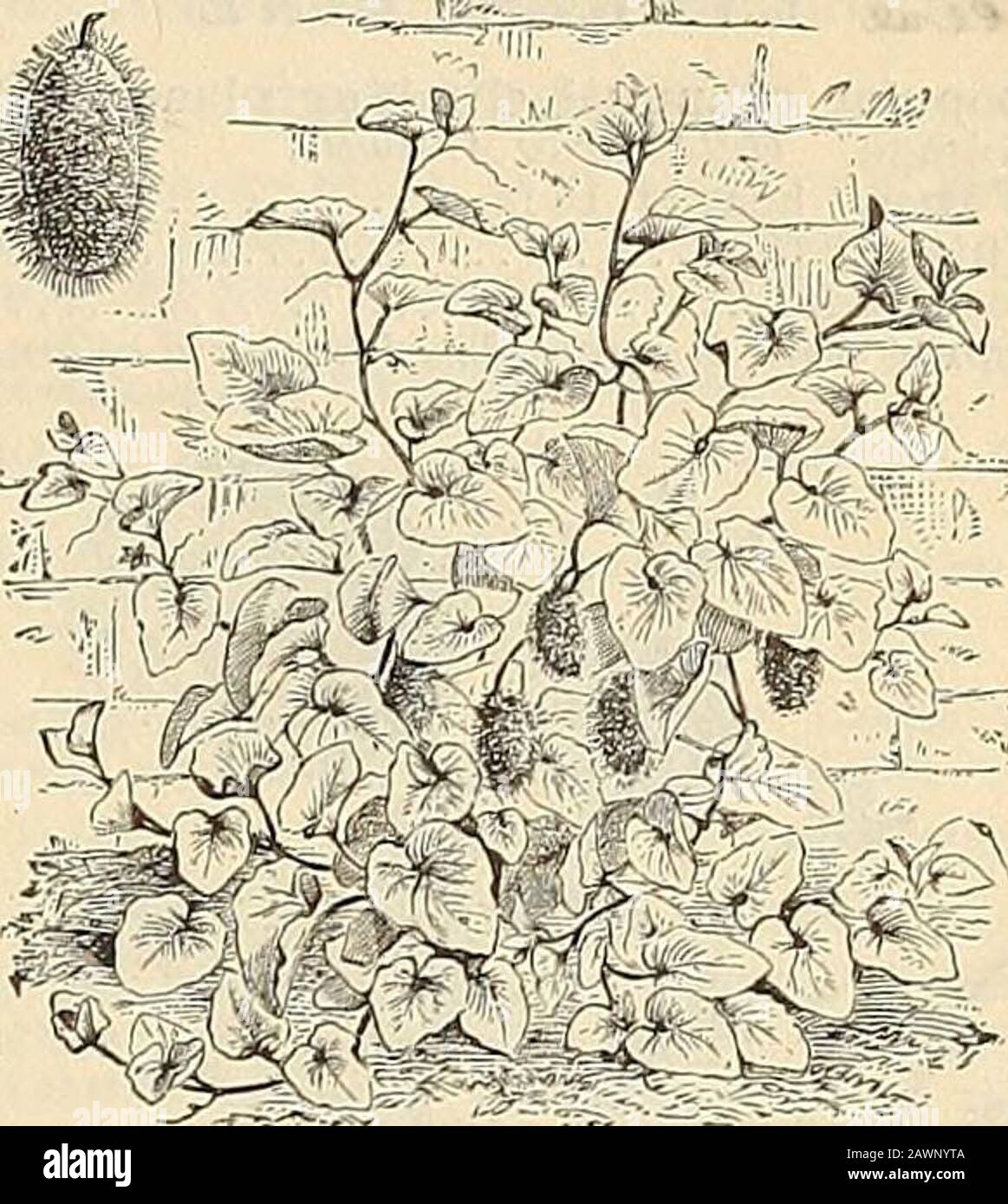 Peter Henderson & Co.'s catalogue of everything for the garden : 1880 . his is a useful plant for borders, but isof little beauty after warm weather sets in. Hardy Peren-nial. Cowslip. Tine mixed English. % ft 5 CRUCIANELLA. A very pretty free-flowering plant, useful for rock-work, vases, etc. Hardy Perennial.Crucianella Stylosa. Pink,from Persia, 1 ft.. ..j 5 &£L/£^tMjL, CUPHEA. ^Commonly called Ladys Cigar Plant. The variety we offer,however, is a decided improvement on the old sort.Cupliea Rcezlii Grandiiiora Supertoa. Grows 7L%feet high, and studded during winter with conntlessred blossoms Stock Photo