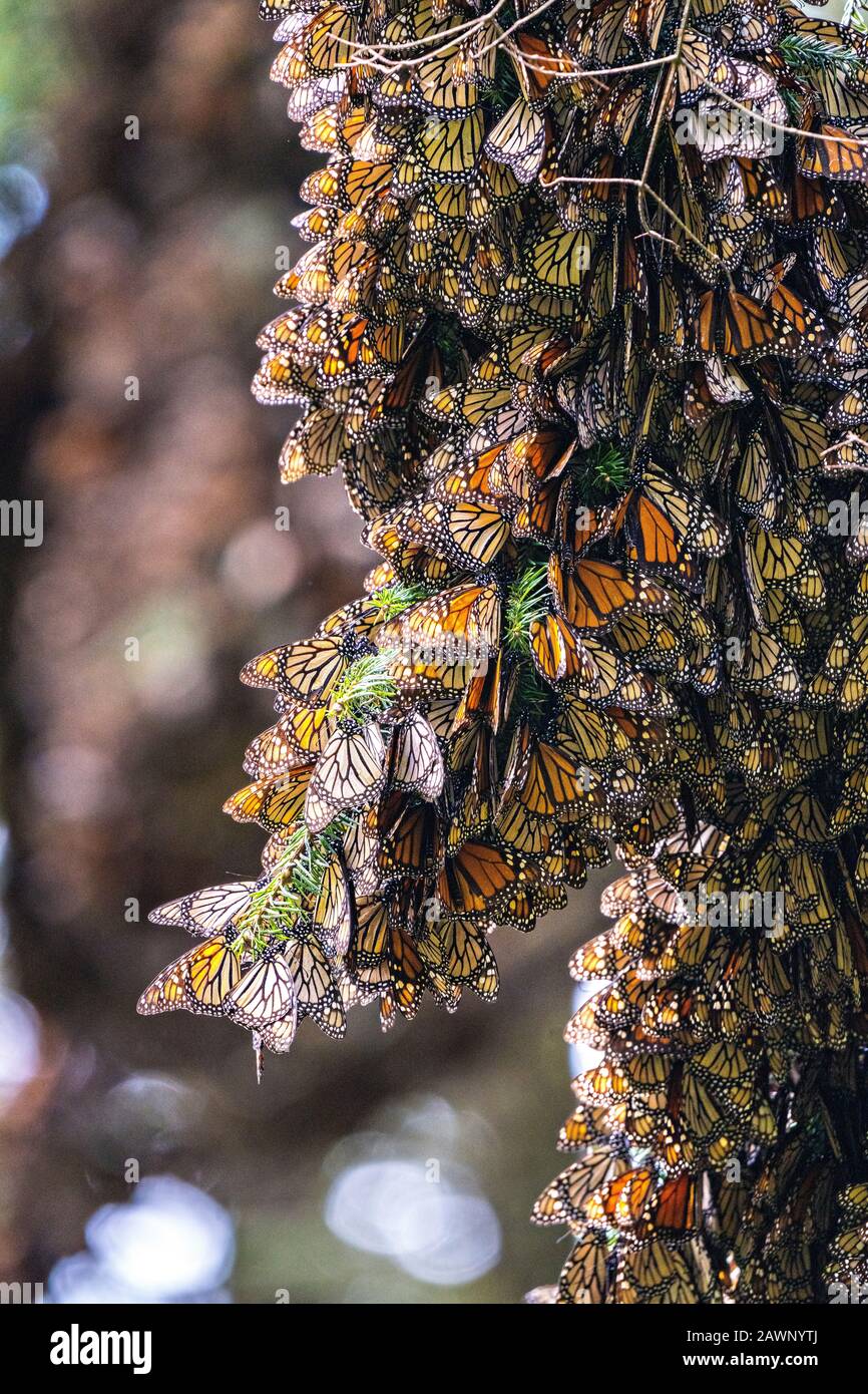 Monarch butterflies mass together as they overwinter in the Sierra Chincua Biosphere Reserve
