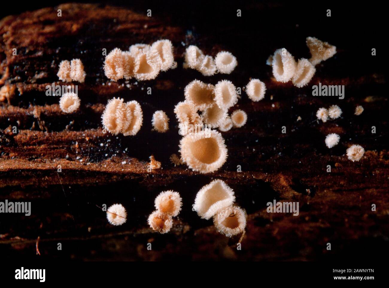 A tiny cup fungus growing on decaying wood, approx 5mm diameter, Autumn, UK Stock Photo