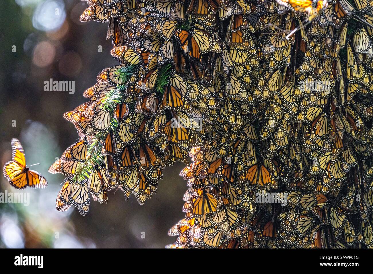 Monarch butterflies hibernating michoacan hires stock photography and images Alamy