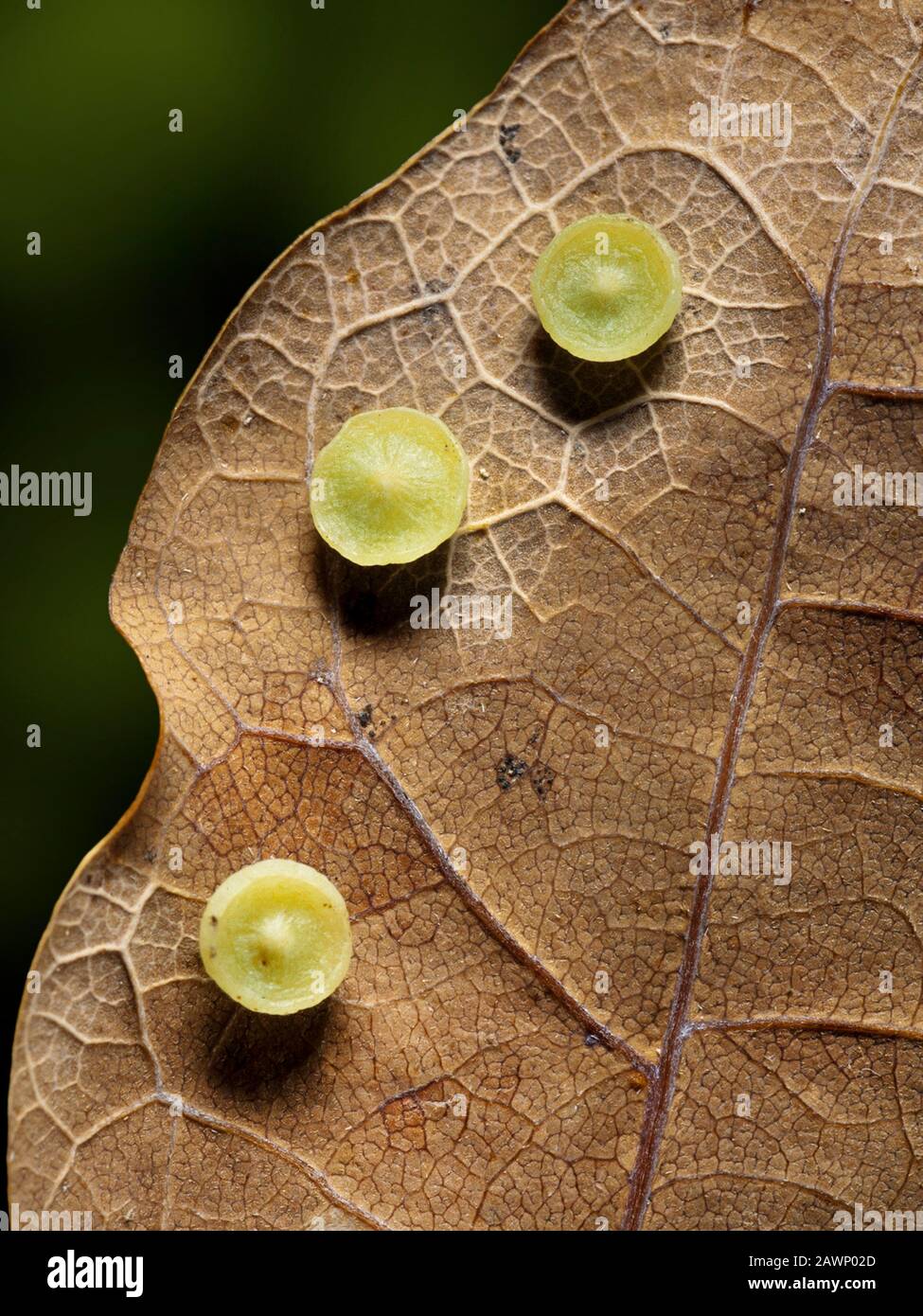 Smooth Spangle galls, Neuroterus albipes, growing on Oak leaf, the galls are caused by the wasp Neuroterus albipes Stock Photo