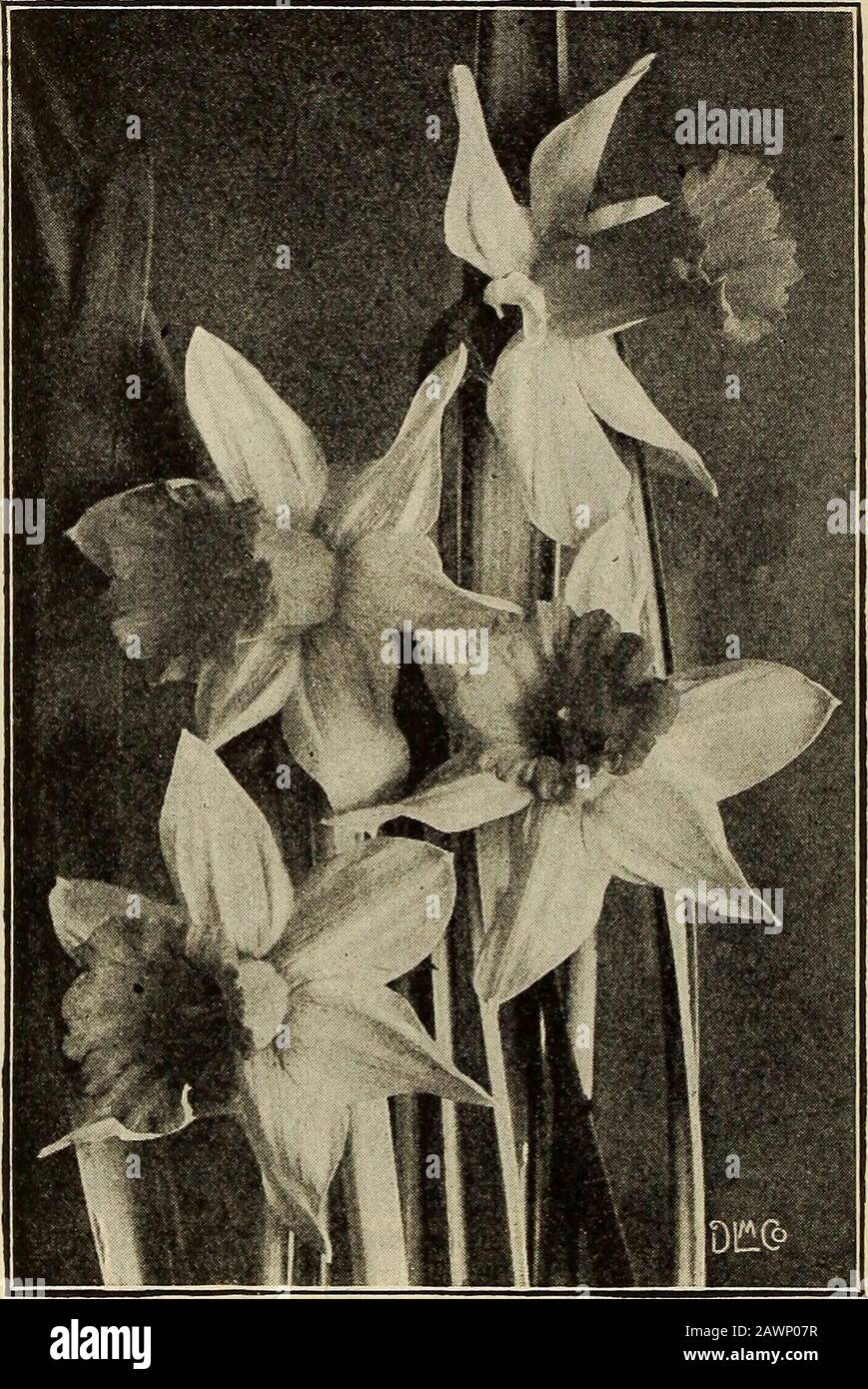 Maule's midsummer and fall guide of seeds, bulbs, plants, etc: 1919 . Narcissus, Double Von Sion Narcissus, Emperor Double-Flowering Narcissus ALBUS PLENUS ODORATUS. Double snow-white,Gardenia-like flowers. The only double variety thatcannot be grown to advantage in pots. Does welloutdoors in any situation, but delights in a shady one. 10 cts. each, 3 for 25 cts., 90 cts. per doz., postpaid. INCOMPARABLE. Often called Butter and Eggs.Colors are orange and yellow, of good size on long,stiff stems, making it an attractive cut flower sort.9 cts. each, 3 for 25 cts., 85 cts. per doz., postpaid. OR Stock Photo
