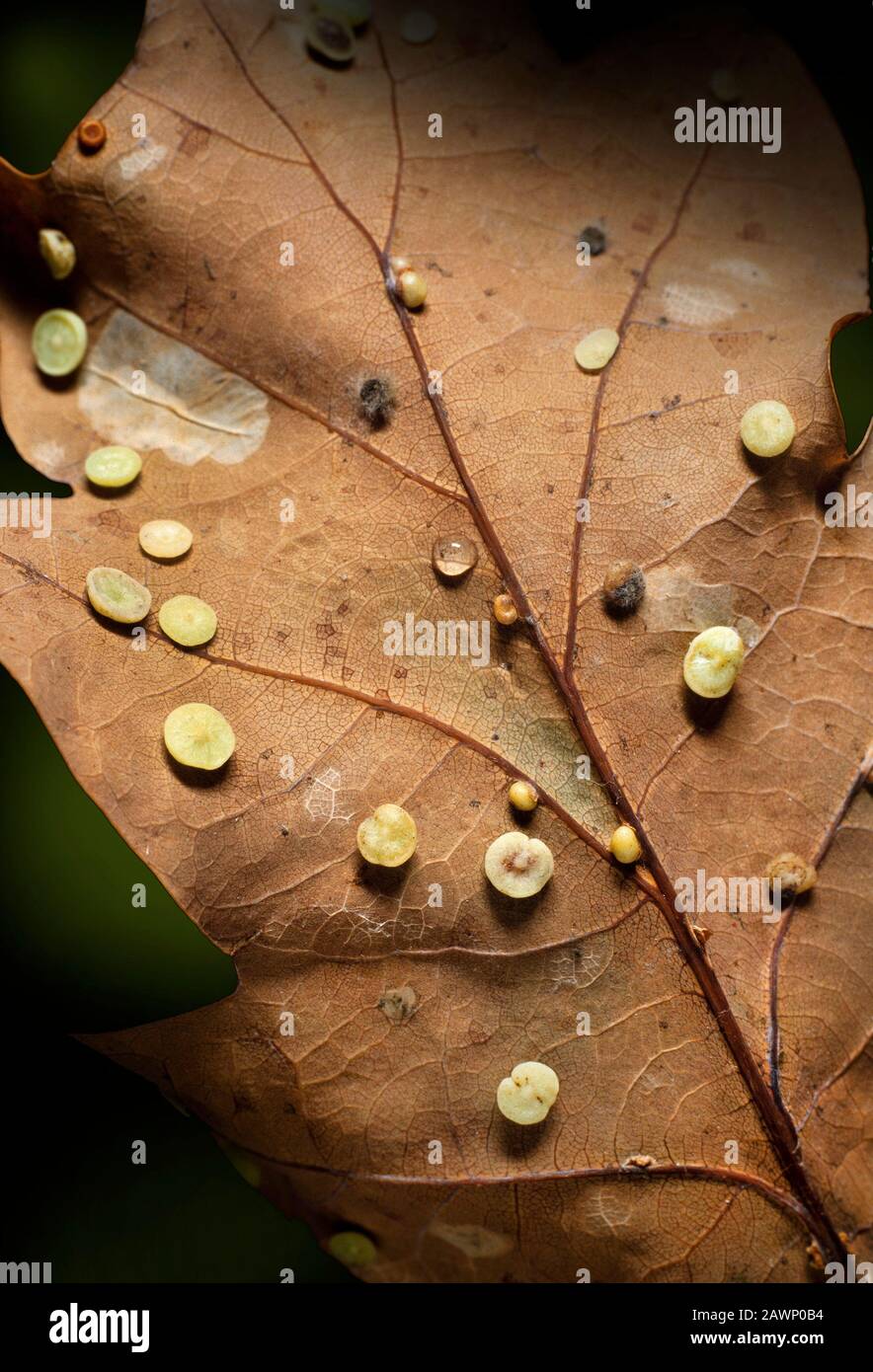 Smooth Spangle galls, Neuroterus albipes, growing on Oak leaf, the galls are caused by the wasp Neuroterus albipes Stock Photo