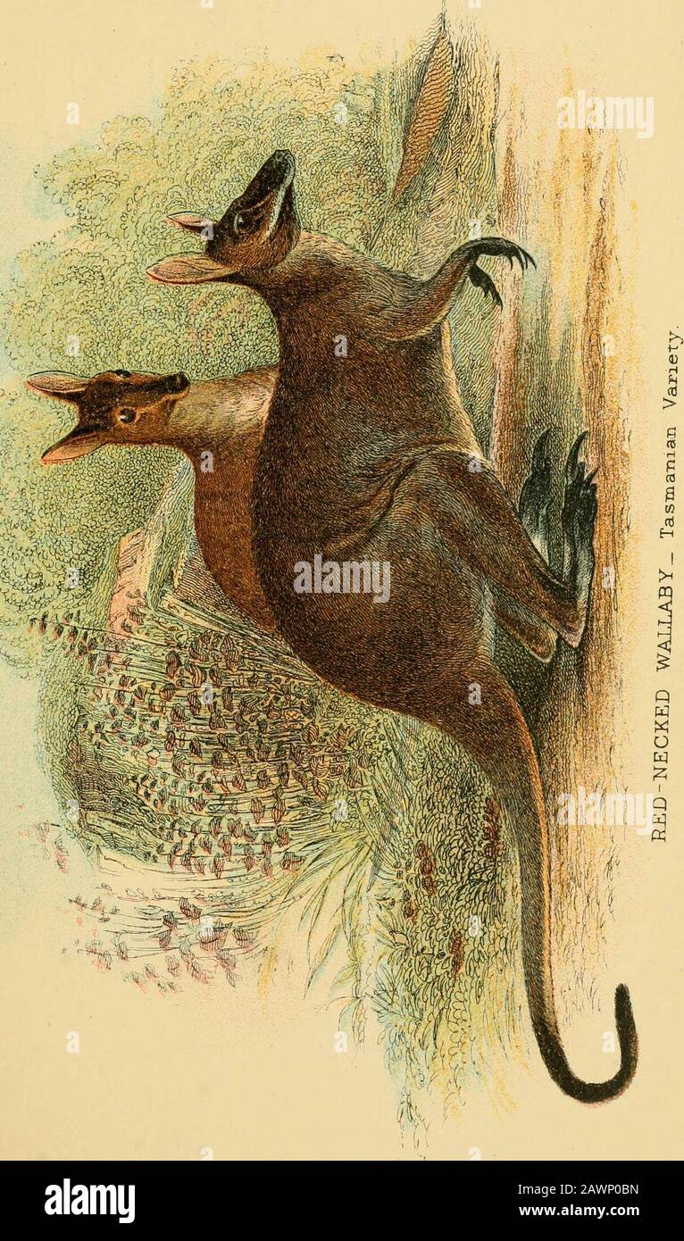A hand-book to the marsupialia and monotremata . , andother dense ...
