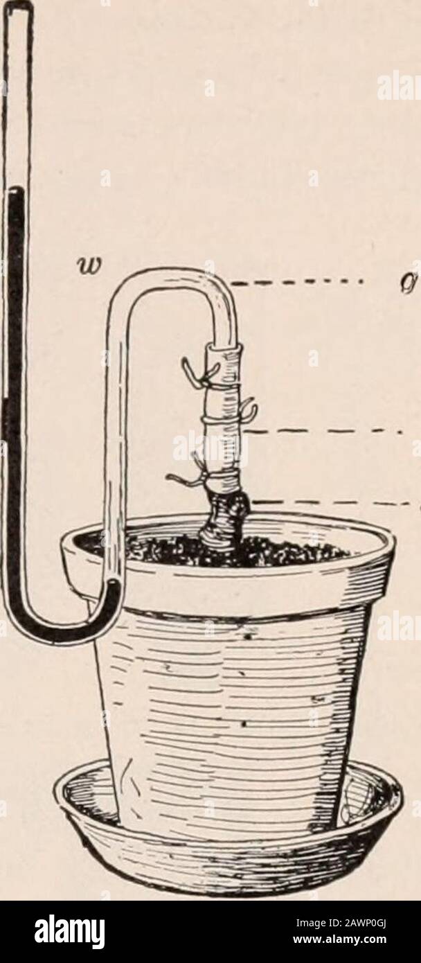 A practical course in botany : with especial reference to its bearings on agriculture, economics, and sanitation . Experiment 49. To show the force of root pressure. — Cut offthe stem of the plant 6 or 8 centimeters (3 or 4 inches) from th» base.Slip over the part remaining in the soil a bit of rubber tubing of about;the same diameter as the stem, and tie tightly just below the cut. Pourin a little water to keep the stem moist, and slip in above, a short pieceof tightly fitting glass tubing. Watch the tube for several days and notethe rise of water in it. The same phenomenon may be observed in Stock Photo
