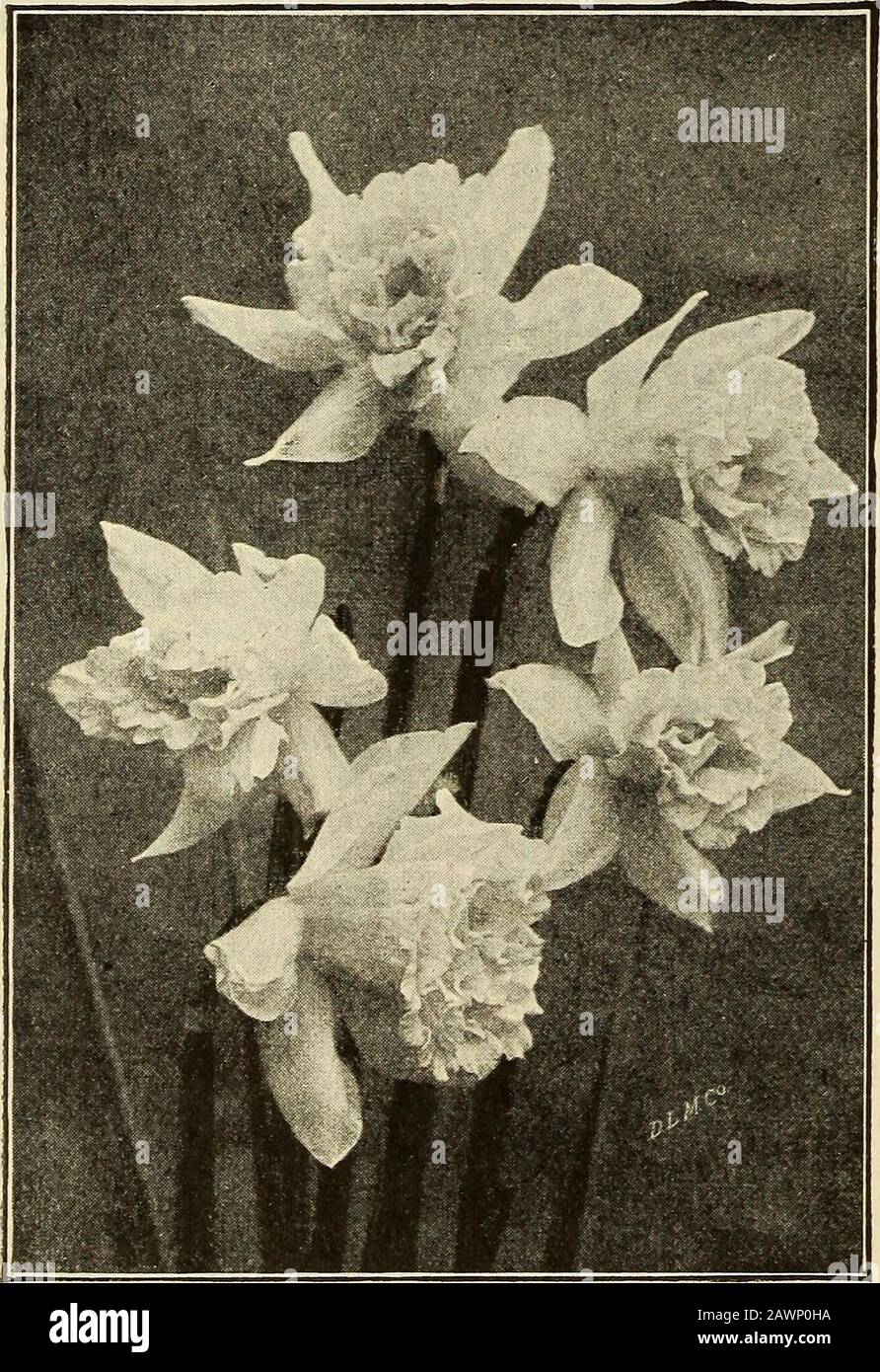 Maule's midsummer and fall guide of seeds, bulbs, plants, etc: 1919 . th is white.10 cts. each, $1.00 per doz., postpaid.GLORY OF LEIDEN. The King of Daffodils,^being one of the most massive of the Giant Trump-et varieties. Immense deep yellow trumpet andperianth. A perfect flower of great substance.15 cts. each, 2 for 25 cts., $1.30 per doz.,postpaid.GOLDEN SPUR. A very popular variety. The large,rich, deep yellow flowers are borne on long, stiff stems.Produces freely and will do well anywhere.10 cts. each, 3 for 25 cts., 90 cts. per doz., Ipostpaid.PRINCEPS. Long deep yellow trumpet with sul Stock Photo